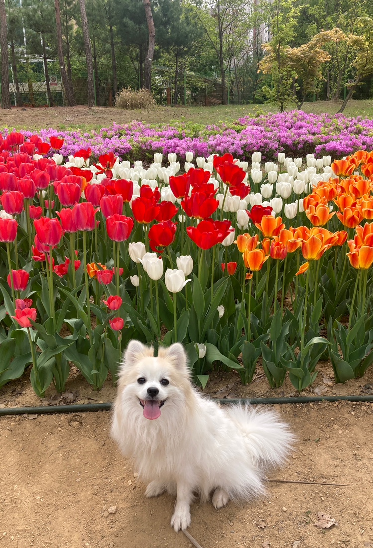 뽀또(마일이) 집에온지 2주년!