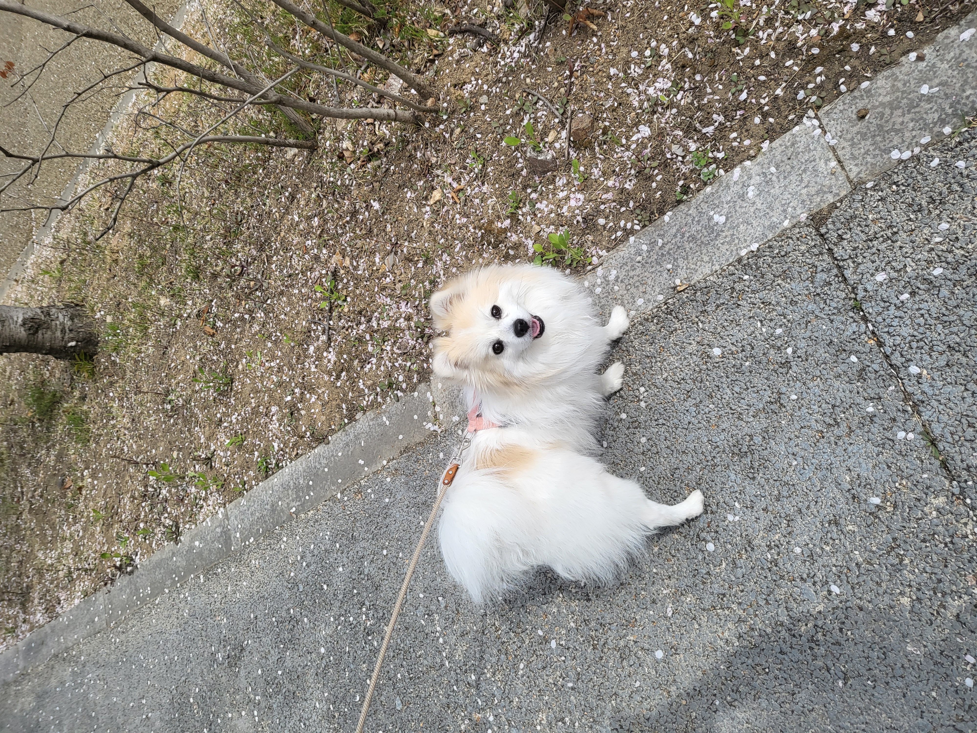 뽀또(마일이) 집에온지 2주년!