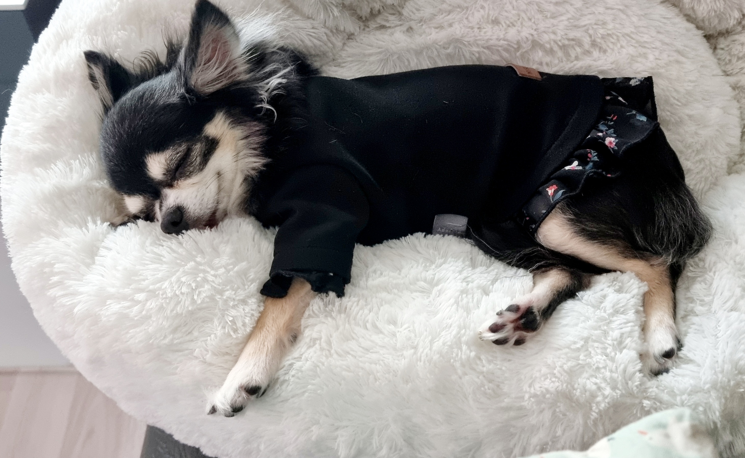 곤지암 구조견 왕별이 2년 됐어요^^