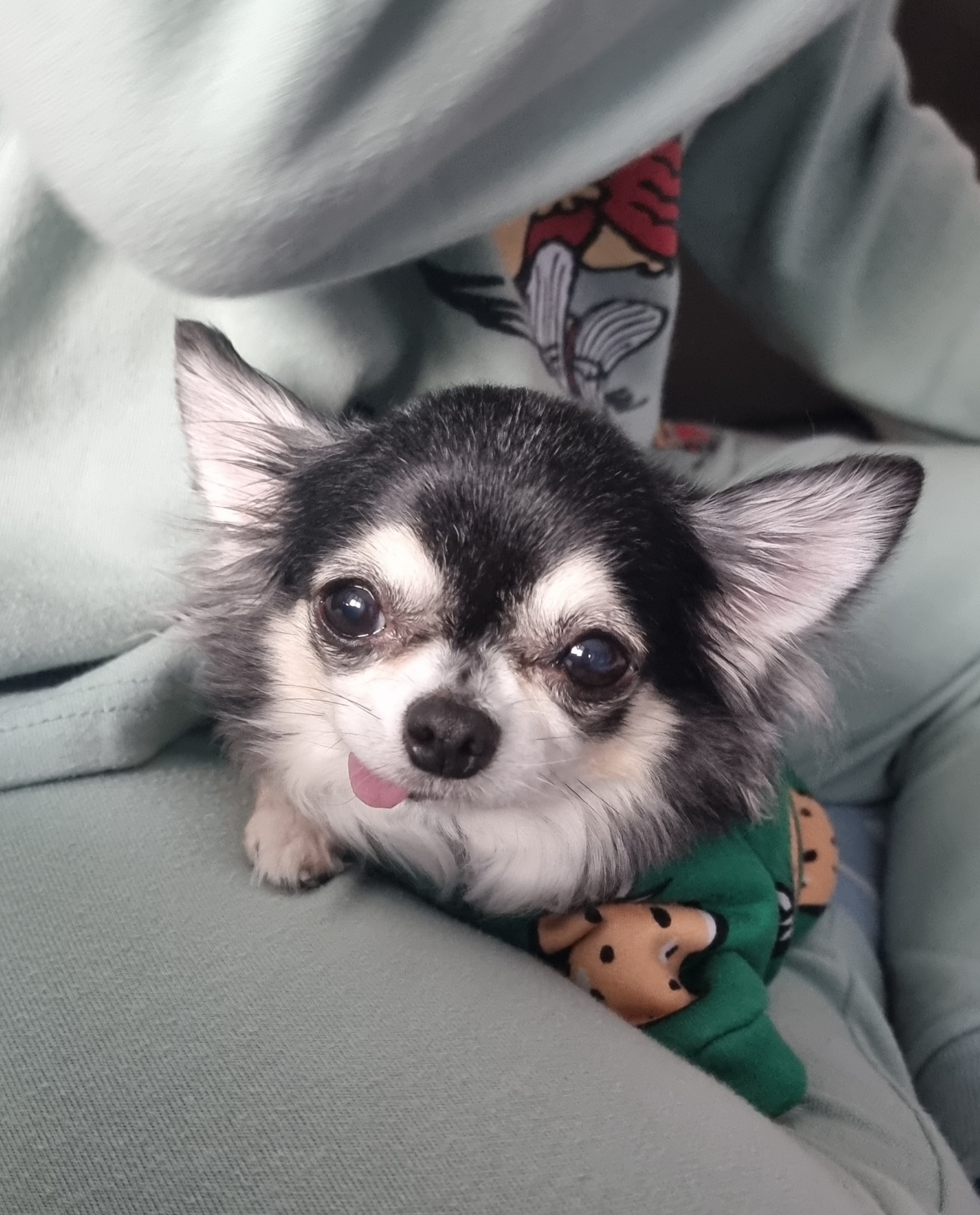 곤지암 구조견 왕별이 2년 됐어요^^