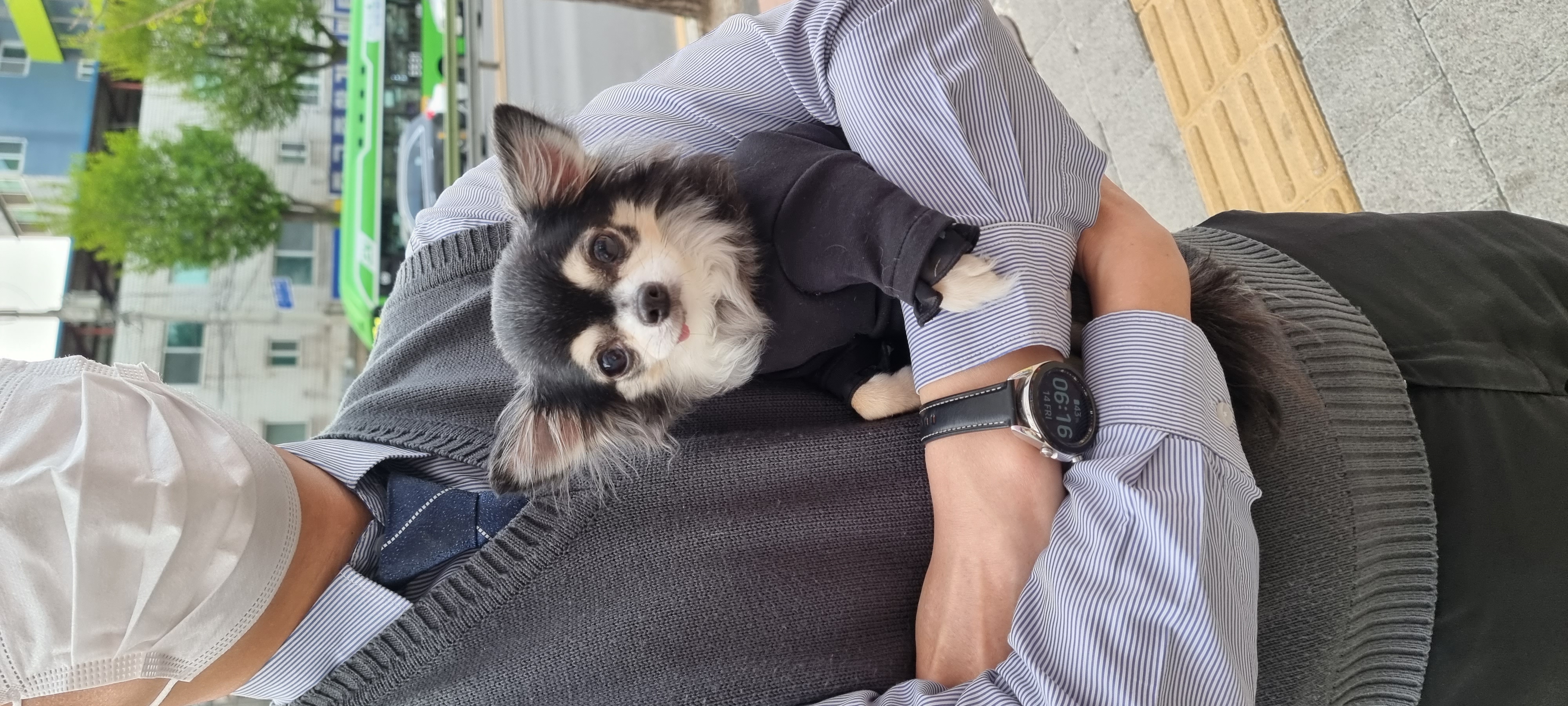 곤지암 구조견 왕별이 2년 됐어요^^