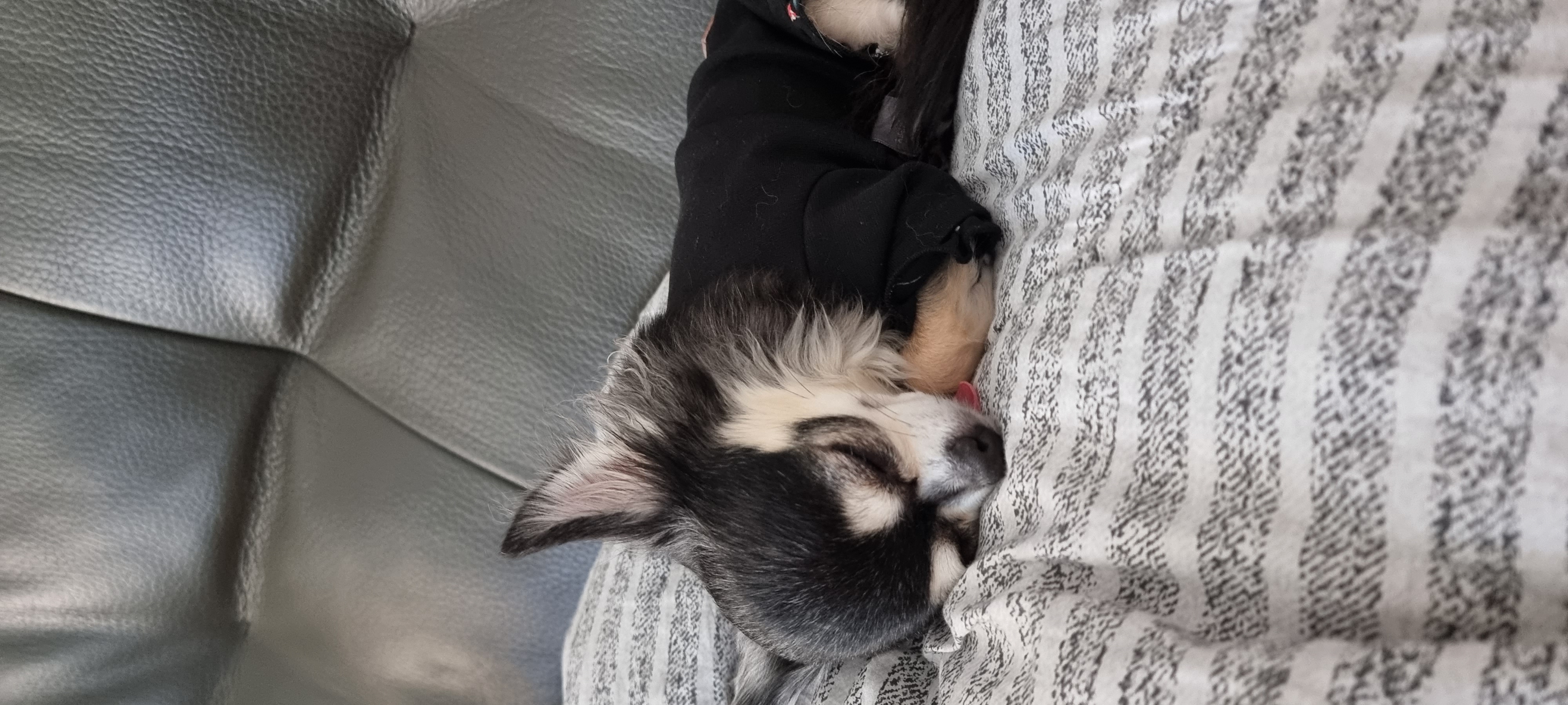 곤지암 구조견 왕별이 2년 됐어요^^