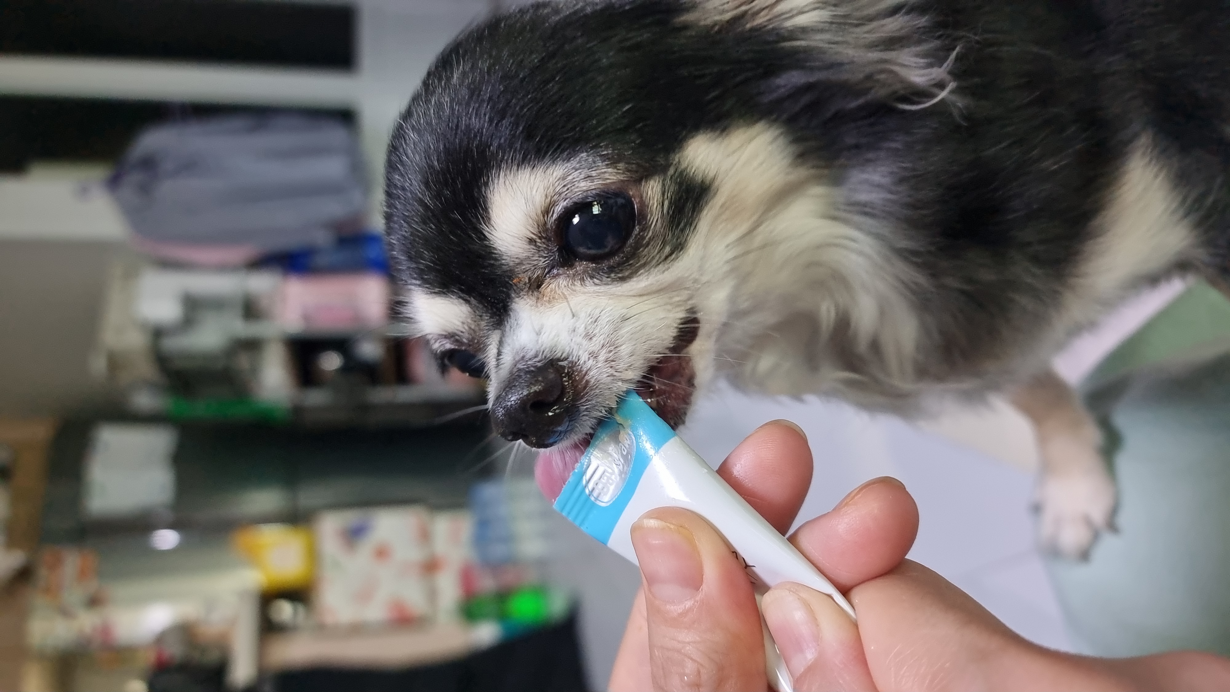 곤지암 구조견 왕별이 2년 됐어요^^