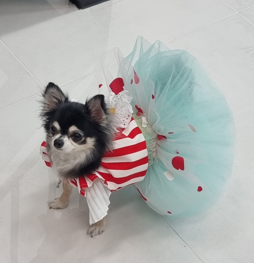 곤지암 구조견 왕별이 2년 됐어요^^