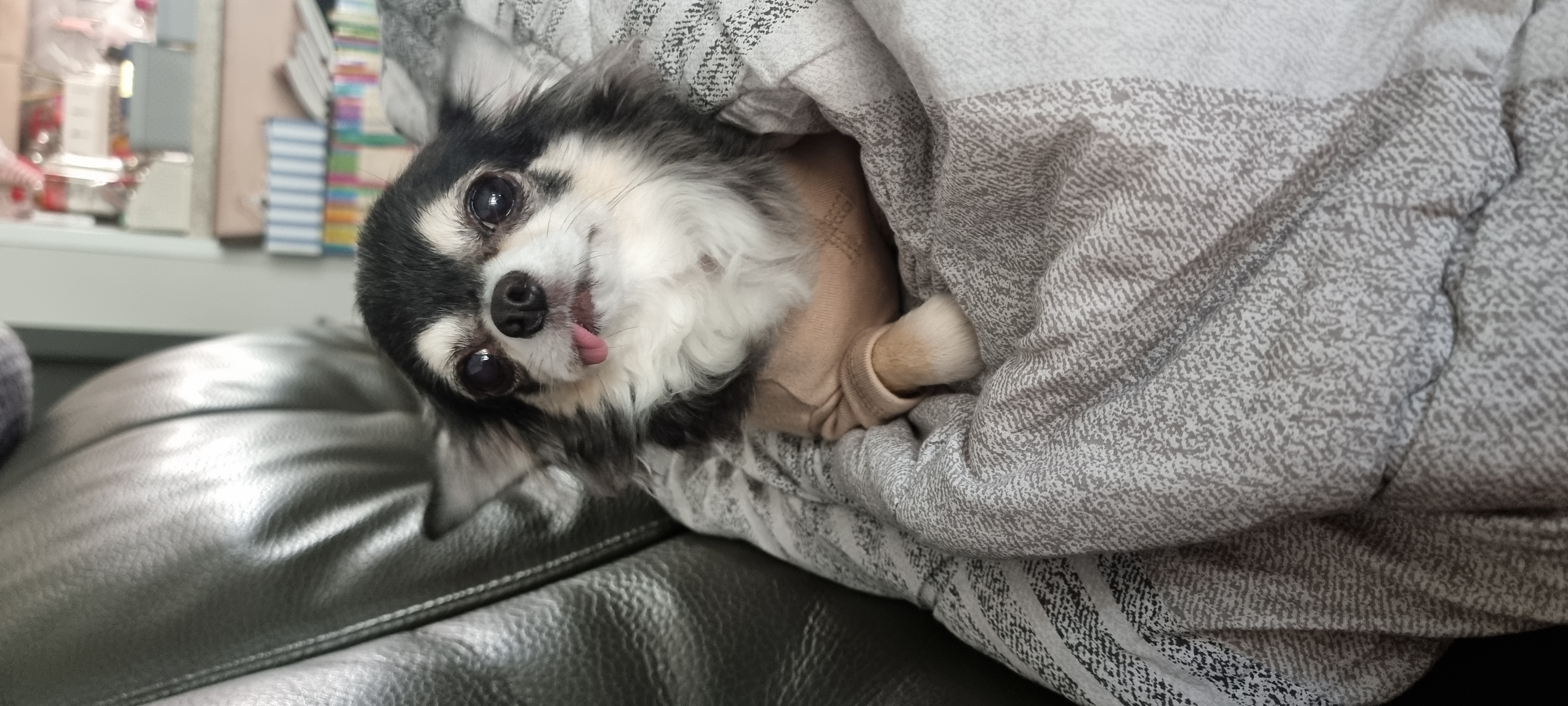 곤지암 구조견 왕별이 2년 됐어요^^