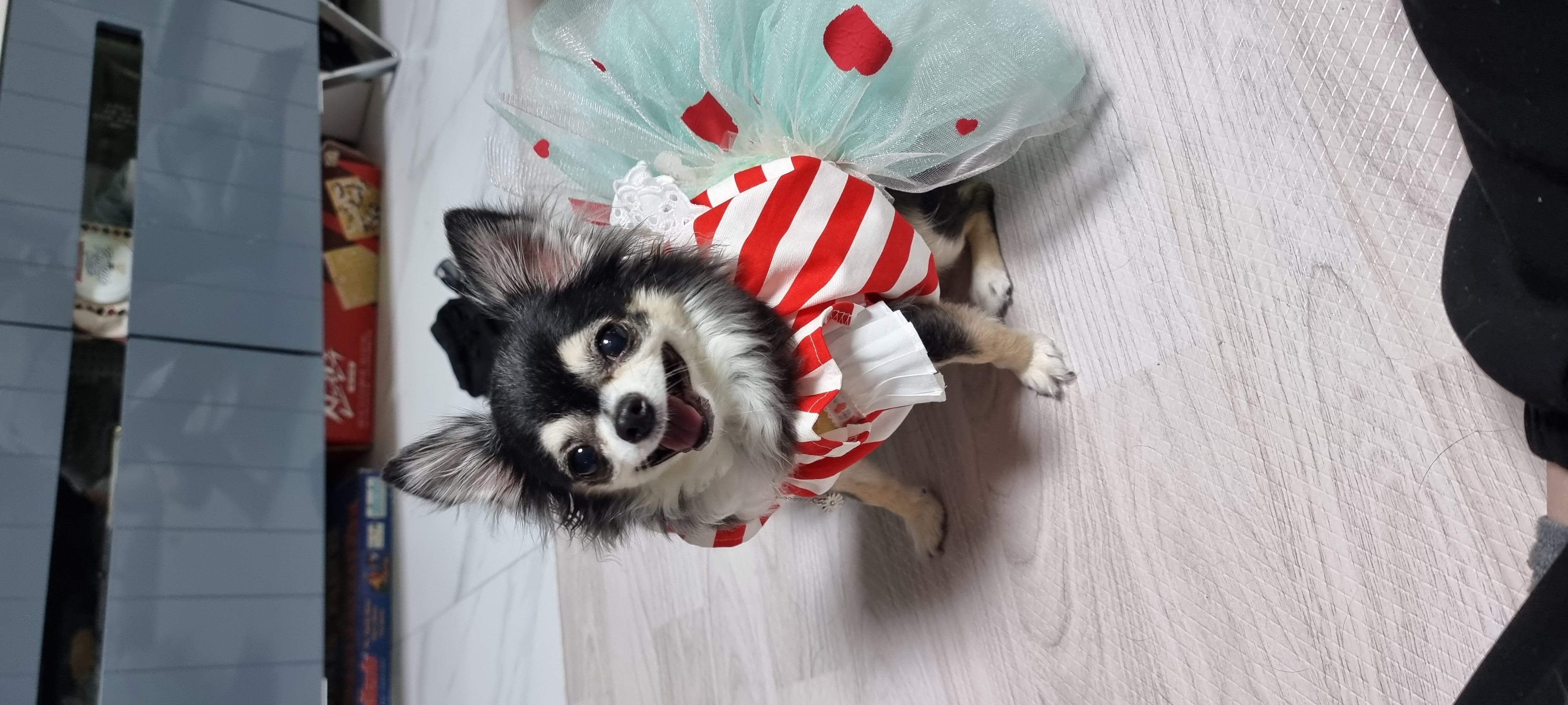 곤지암 구조견 왕별이 2년 됐어요^^