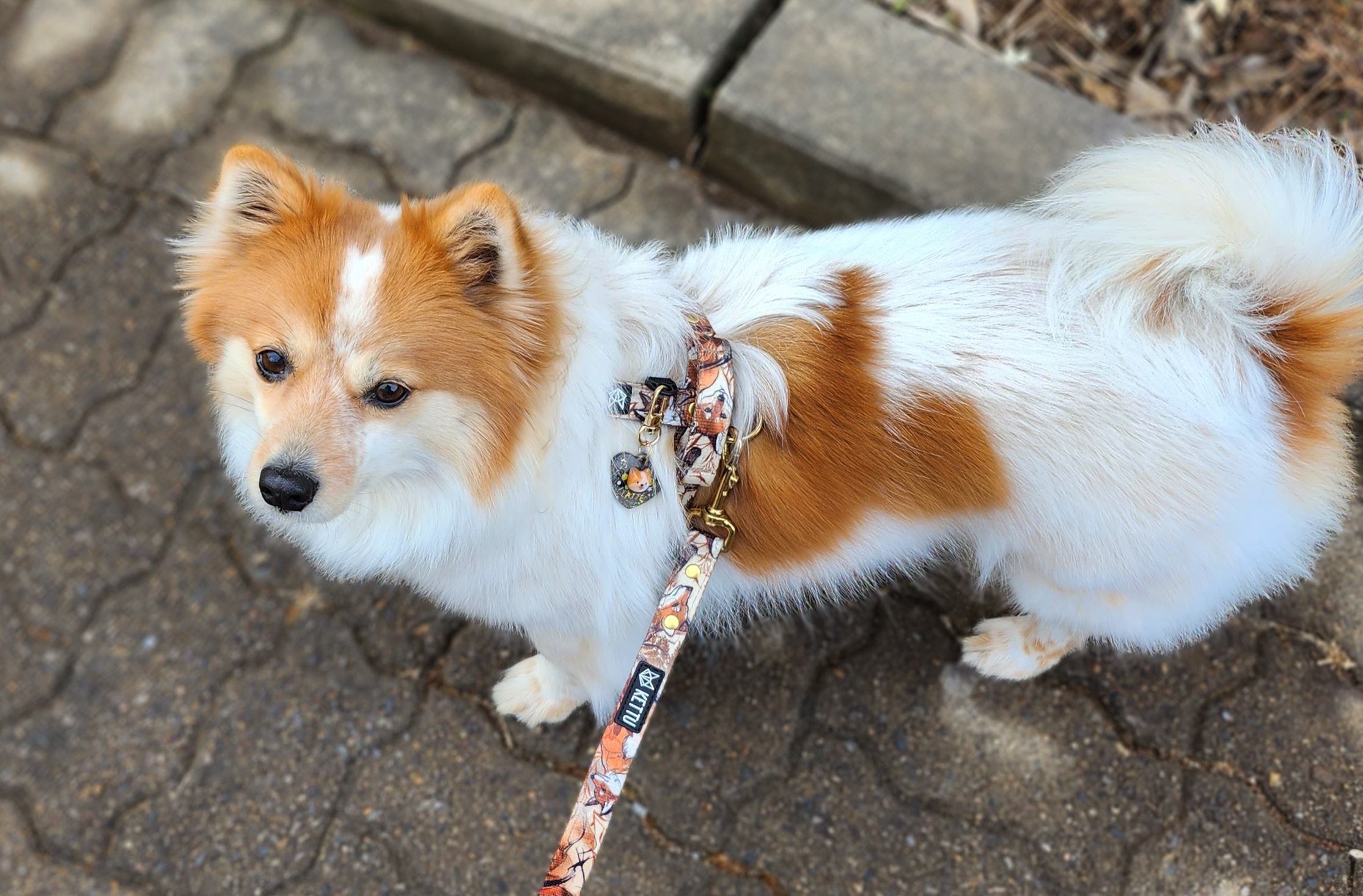 버섯농장에서 구조되었던 라떼(우리) 입양 5년차!