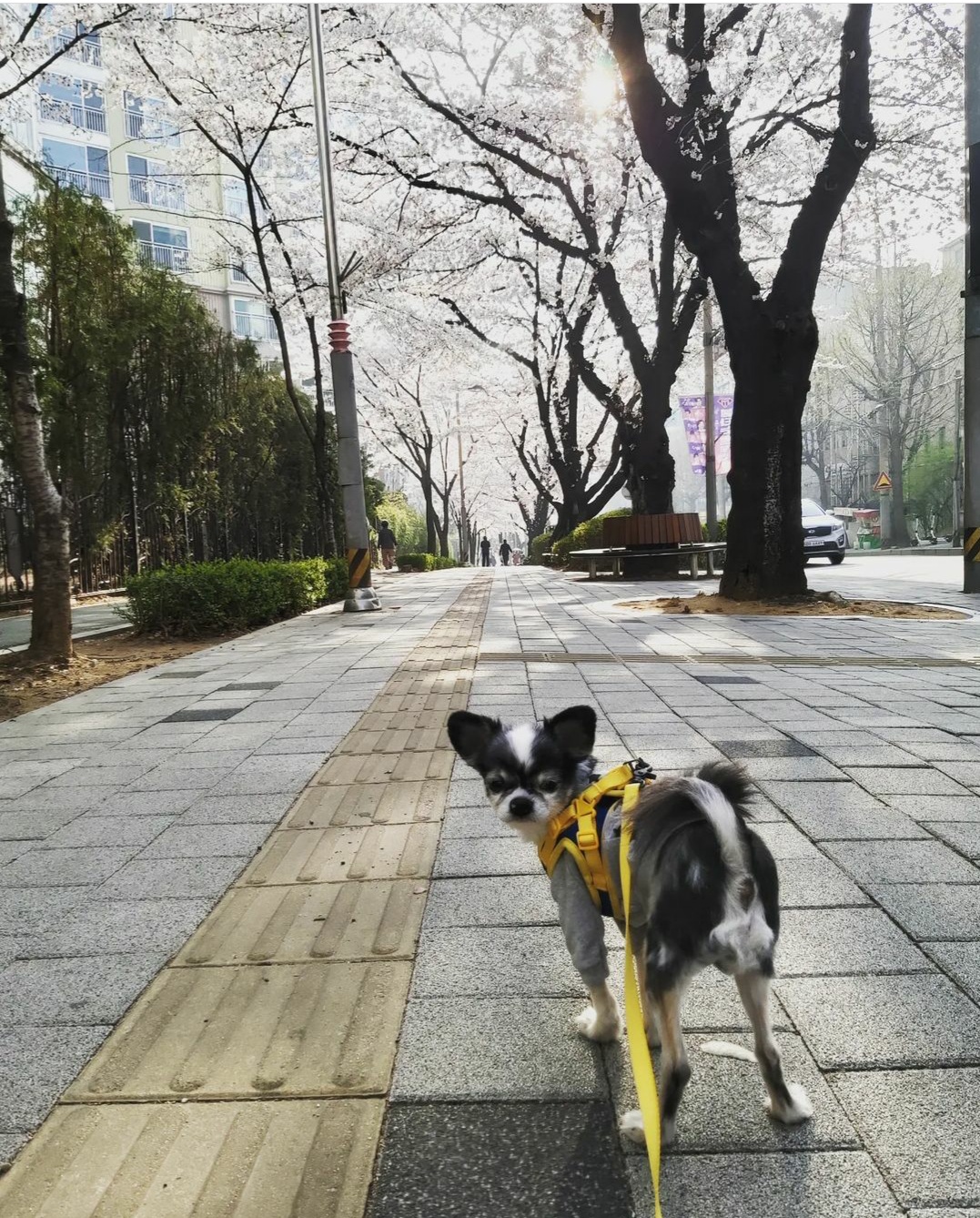 별(깜치)이는 잘지내고 있어요