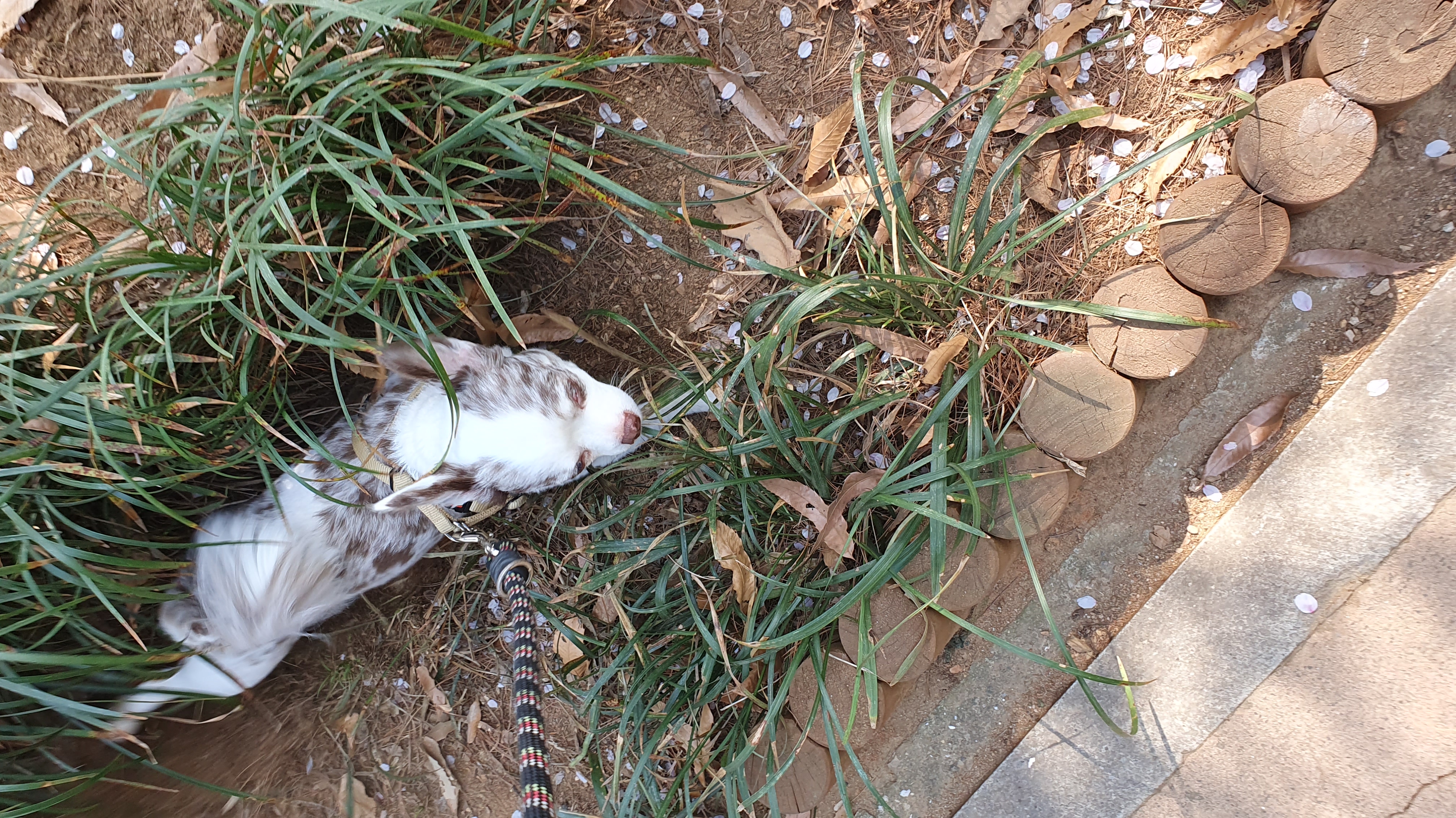 장모치와와 탄이(모지) 입니다!!