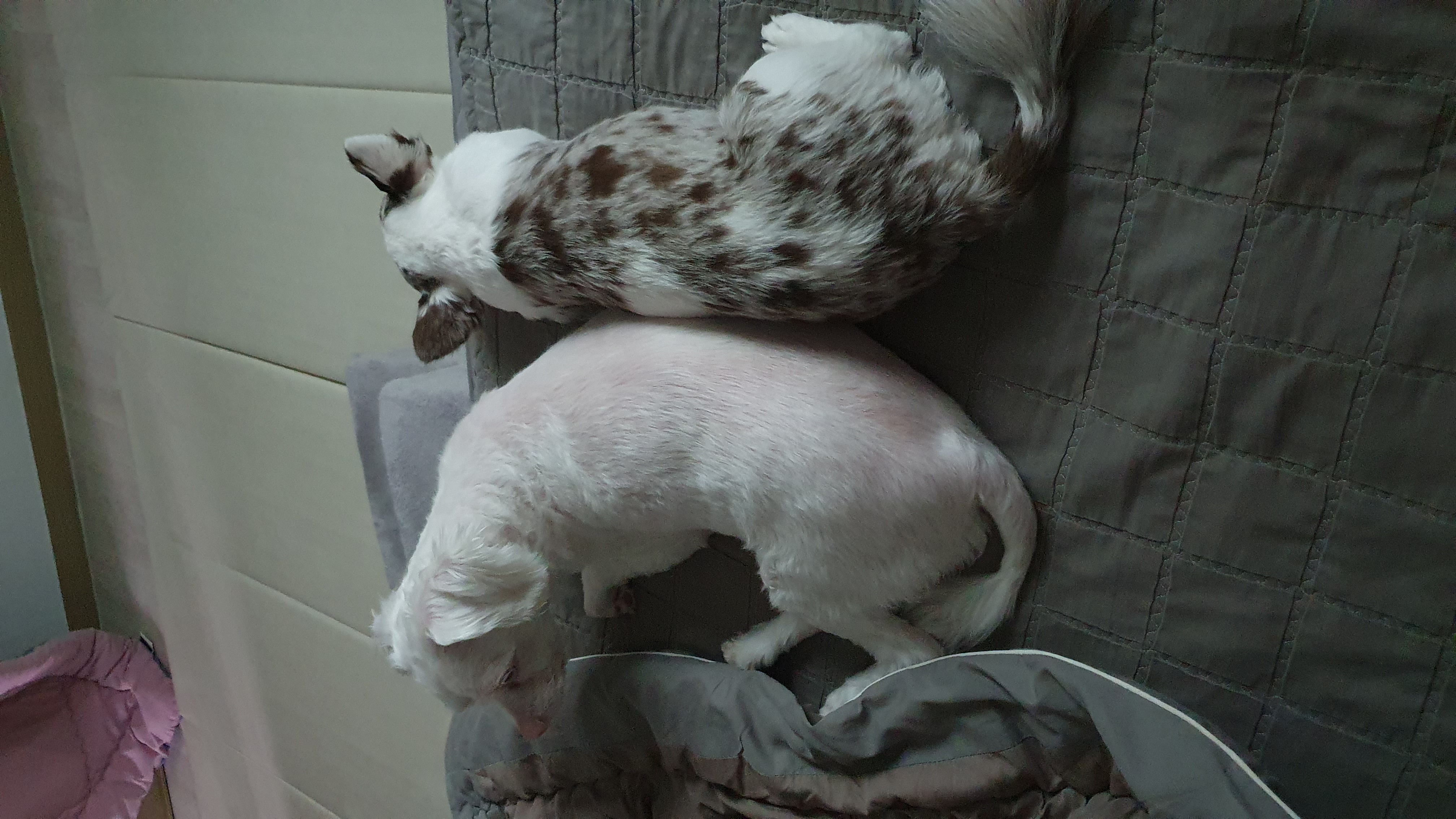 장모치와와 탄이(모지) 입니다!!