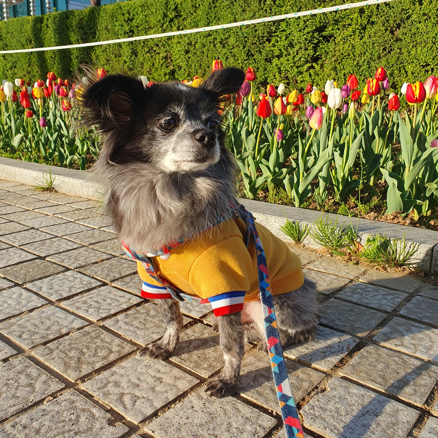 장탄씨 이야기 (#동자연_탄이) : 탄이의 입양 3주년 후기