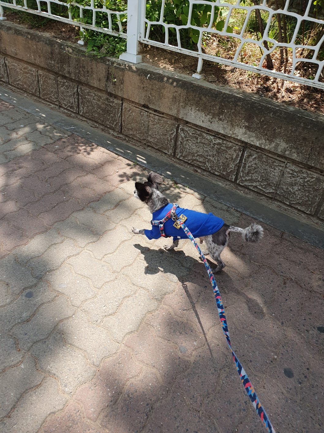 장탄씨 이야기 (#동자연_탄이) : 탄이의 입양 3주년 후기