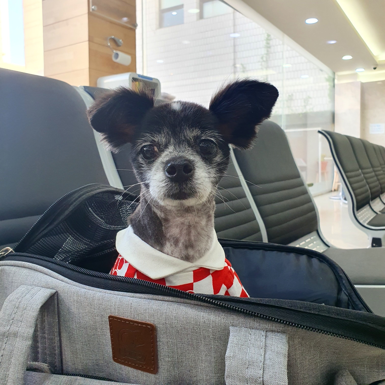 장탄씨 이야기 (#동자연_탄이) : 탄이의 입양 3주년 후기