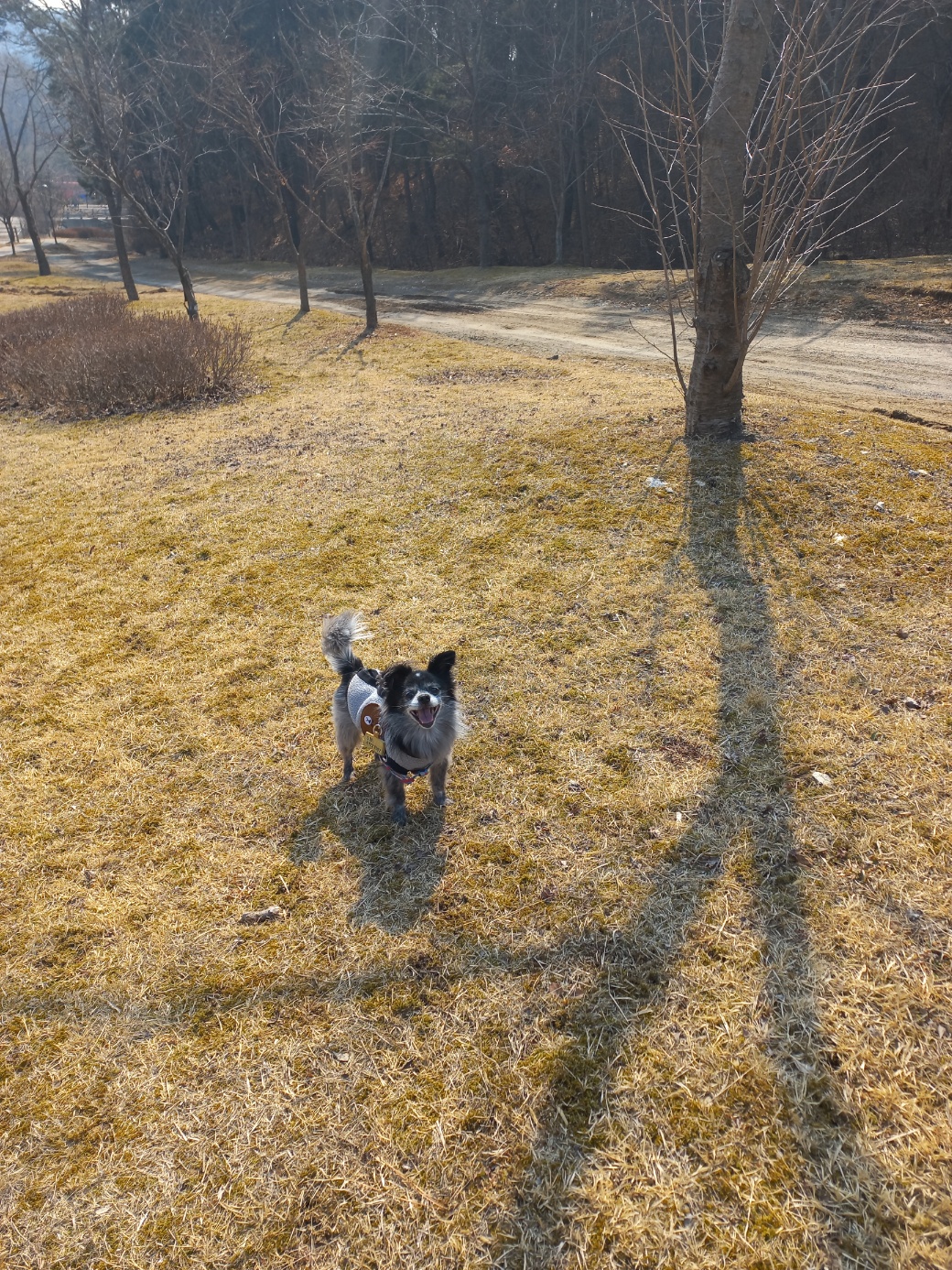 장탄씨 이야기 (#동자연_탄이) : 탄이의 입양 3주년 후기