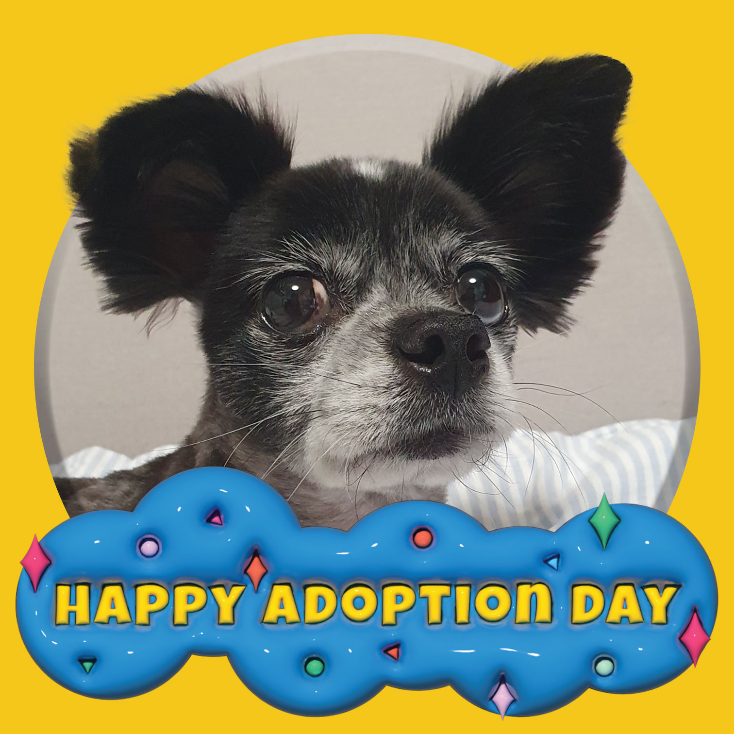 장탄씨 이야기 (#동자연_탄이) : 탄이의 입양 3주년 후기