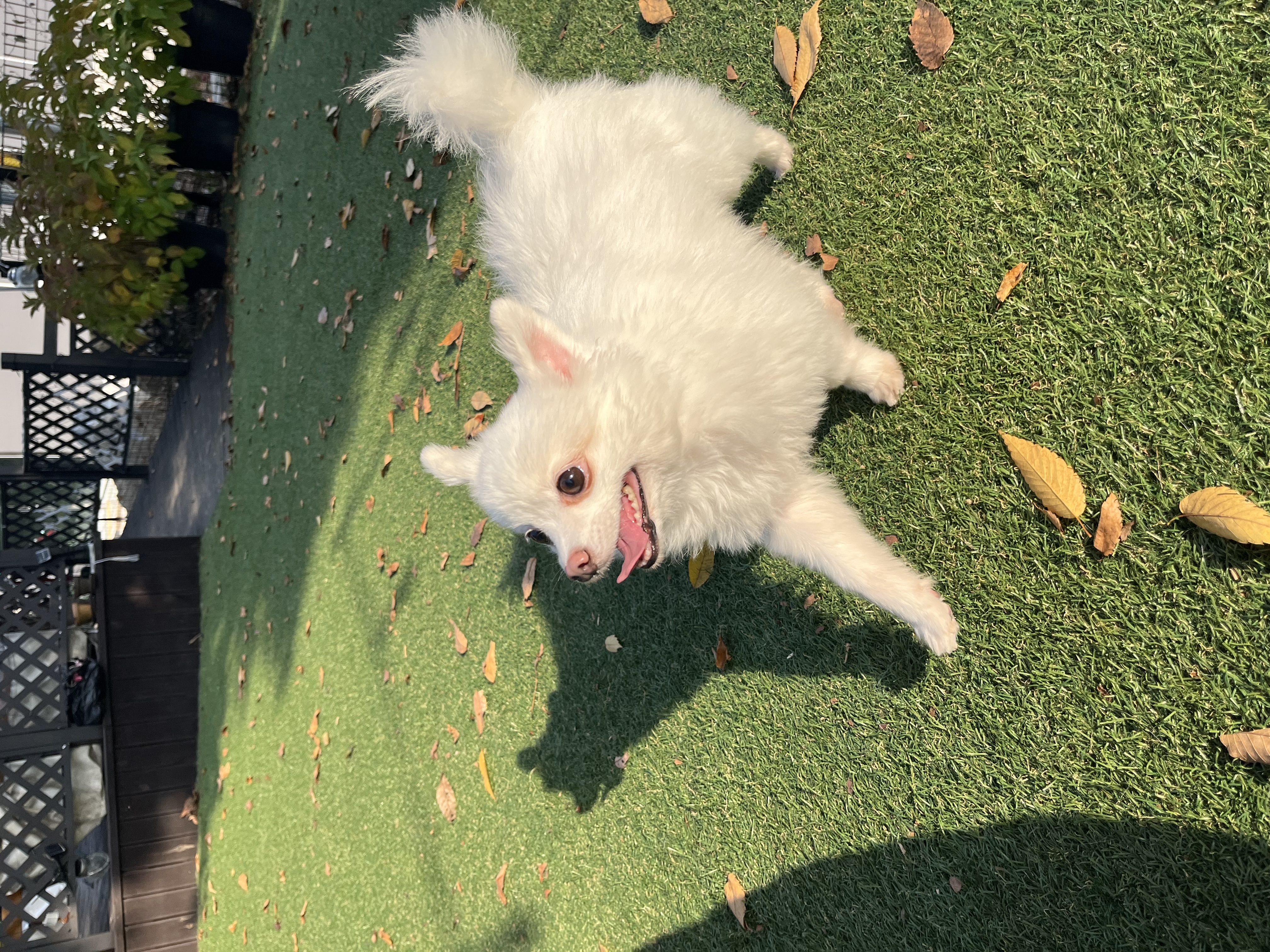 조금 늦은 봄이 2주년 후기(곤지암 눈송이)