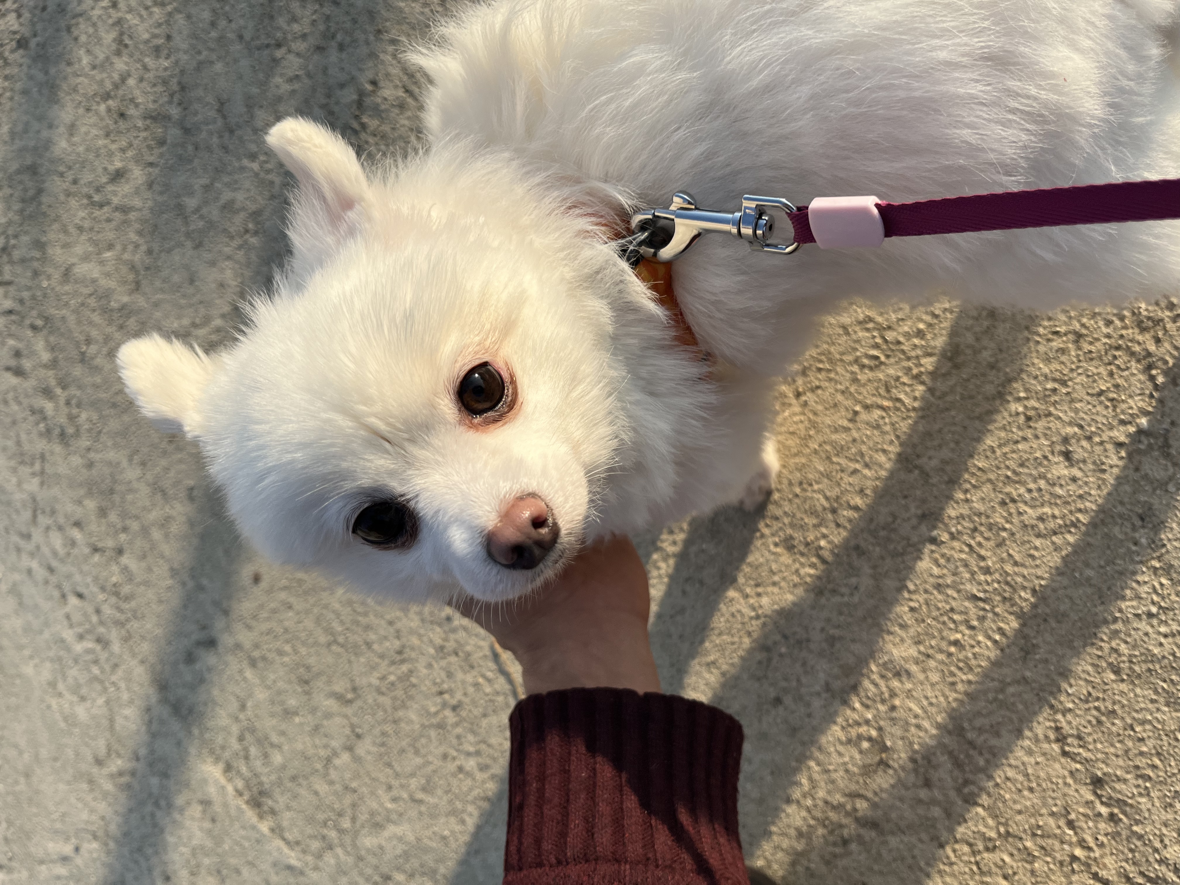 조금 늦은 봄이 2주년 후기(곤지암 눈송이)