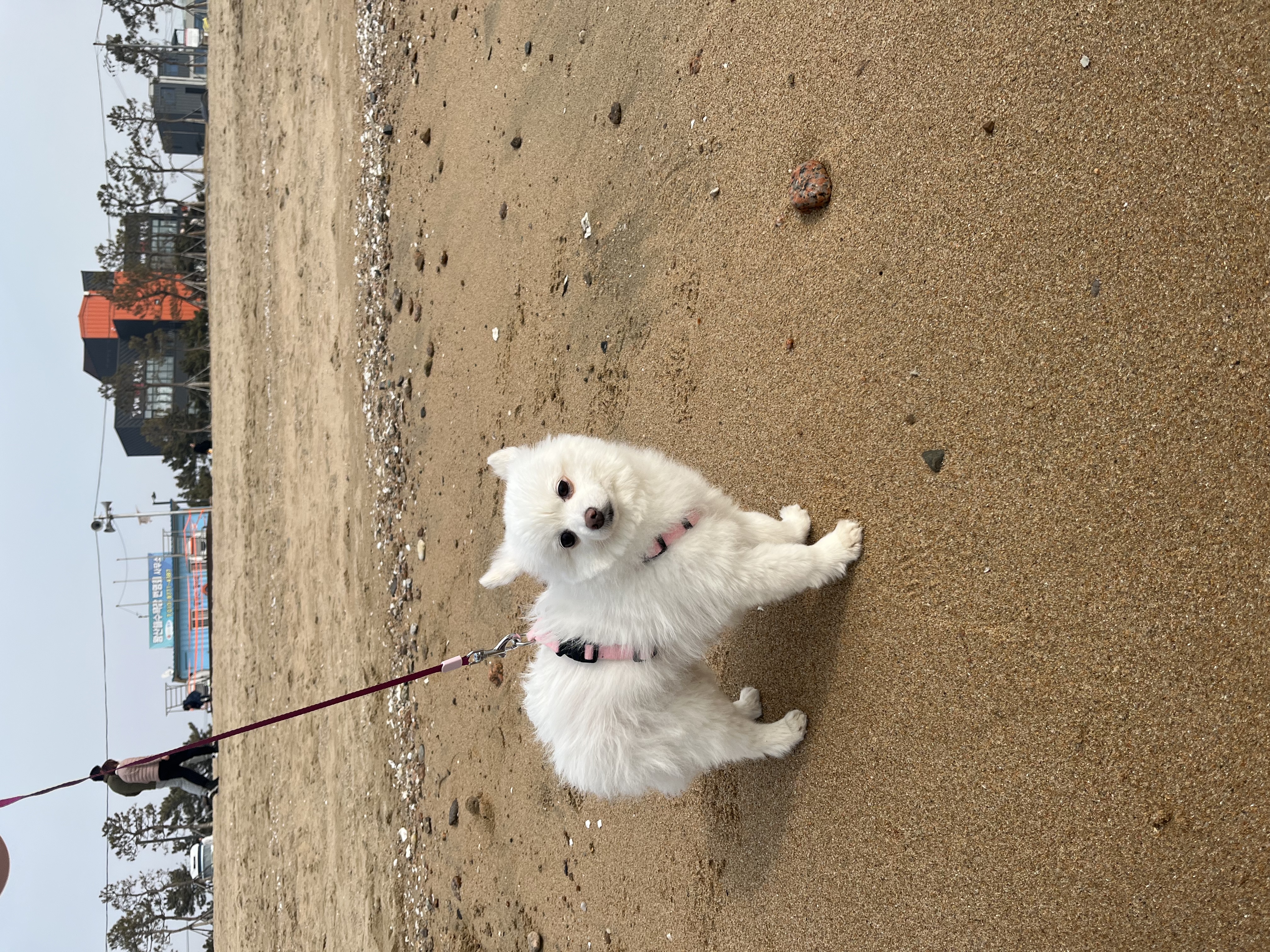 조금 늦은 봄이 2주년 후기(곤지암 눈송이)