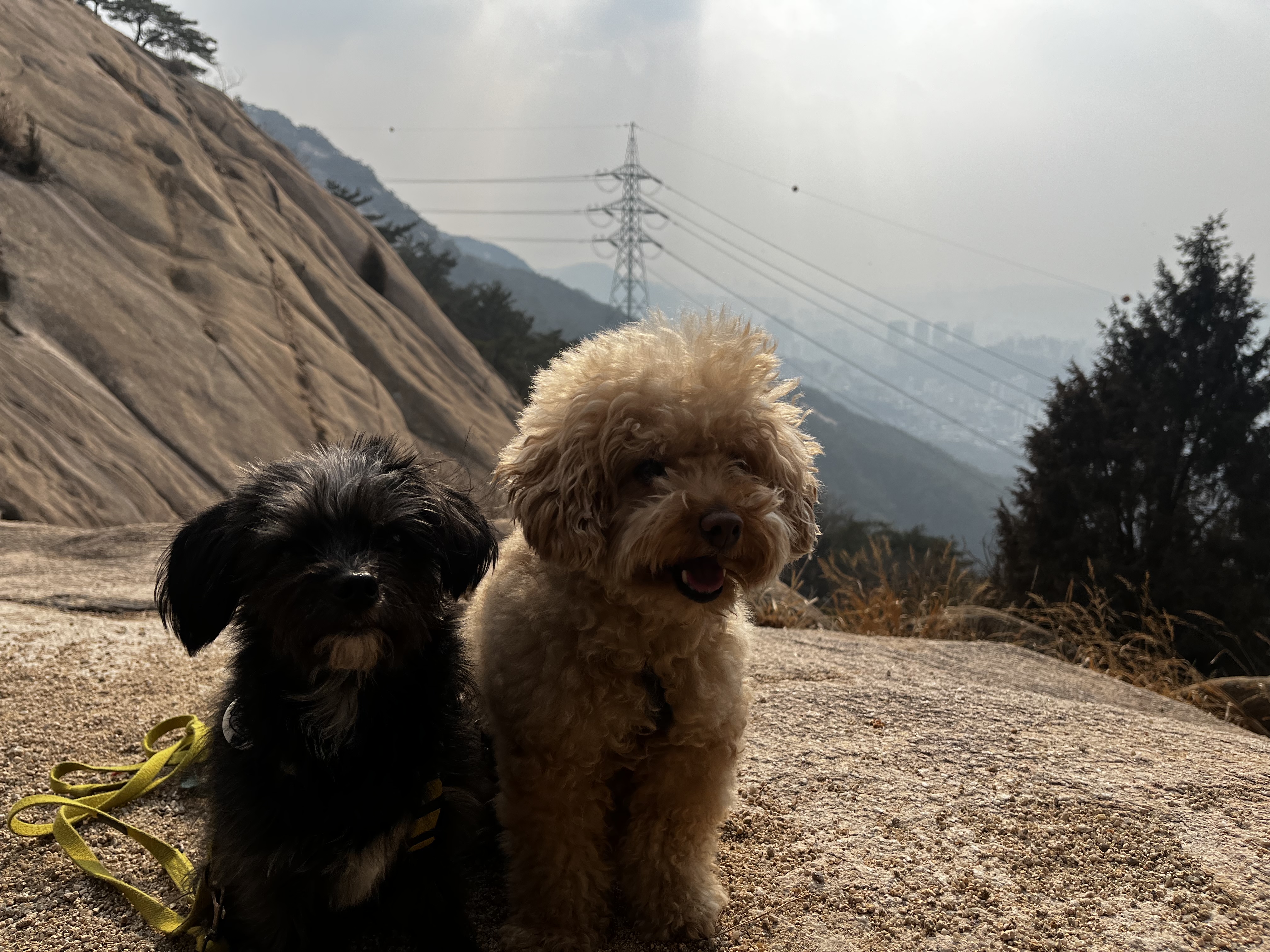 뽀일이 입양 3년 후기