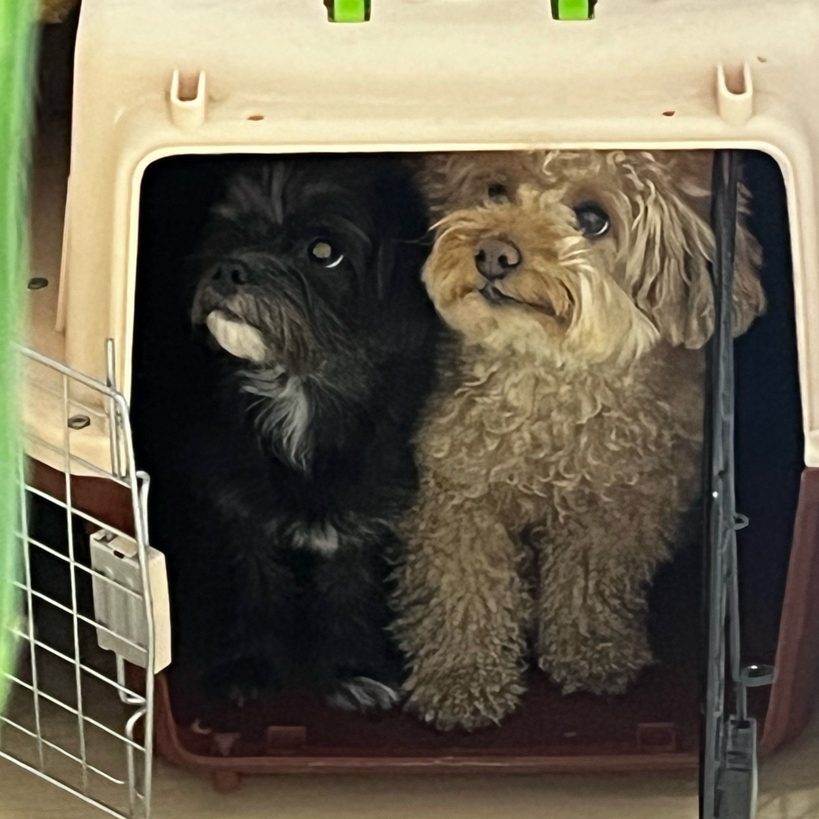 뽀일이 입양 3년 후기