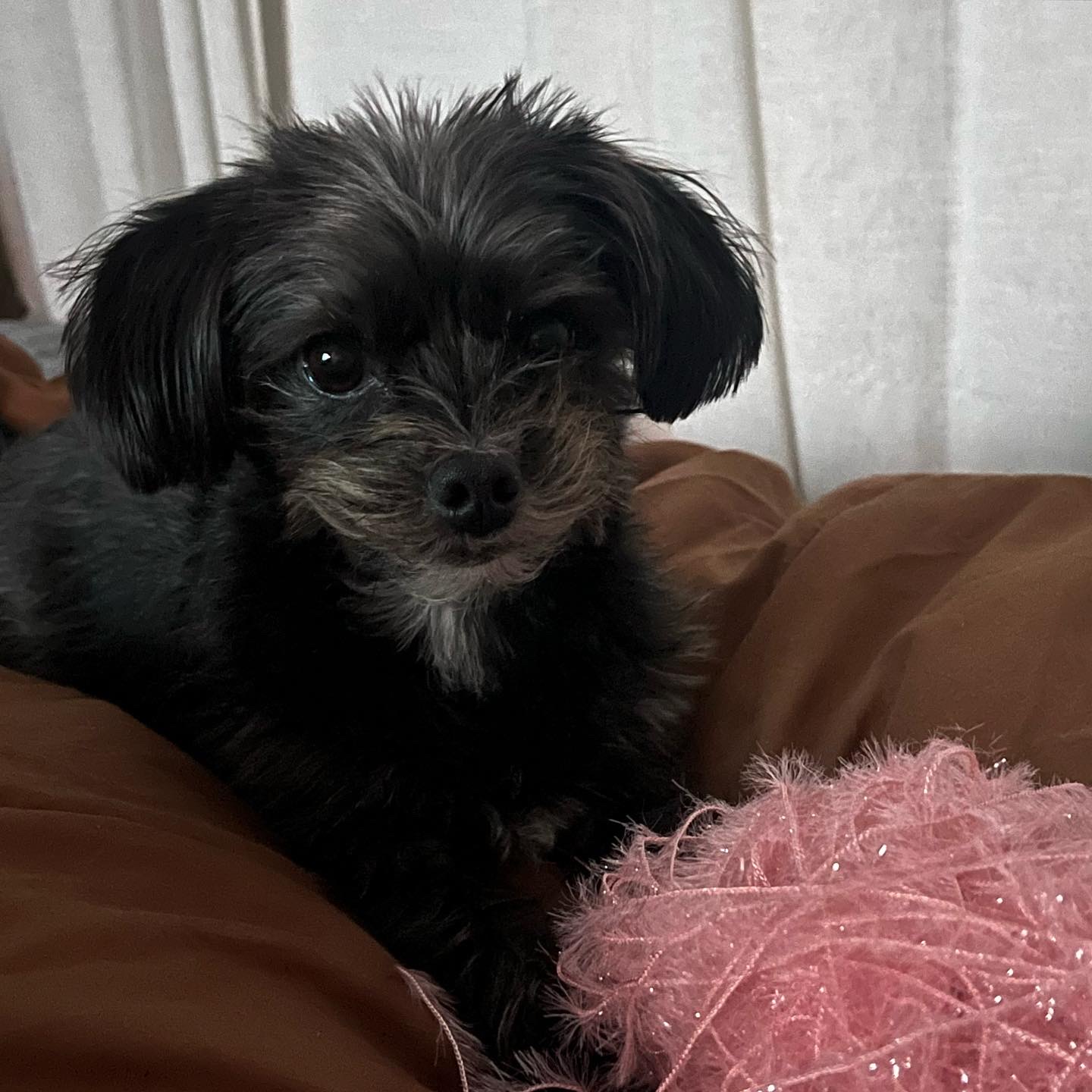 뽀일이 입양 3년 후기