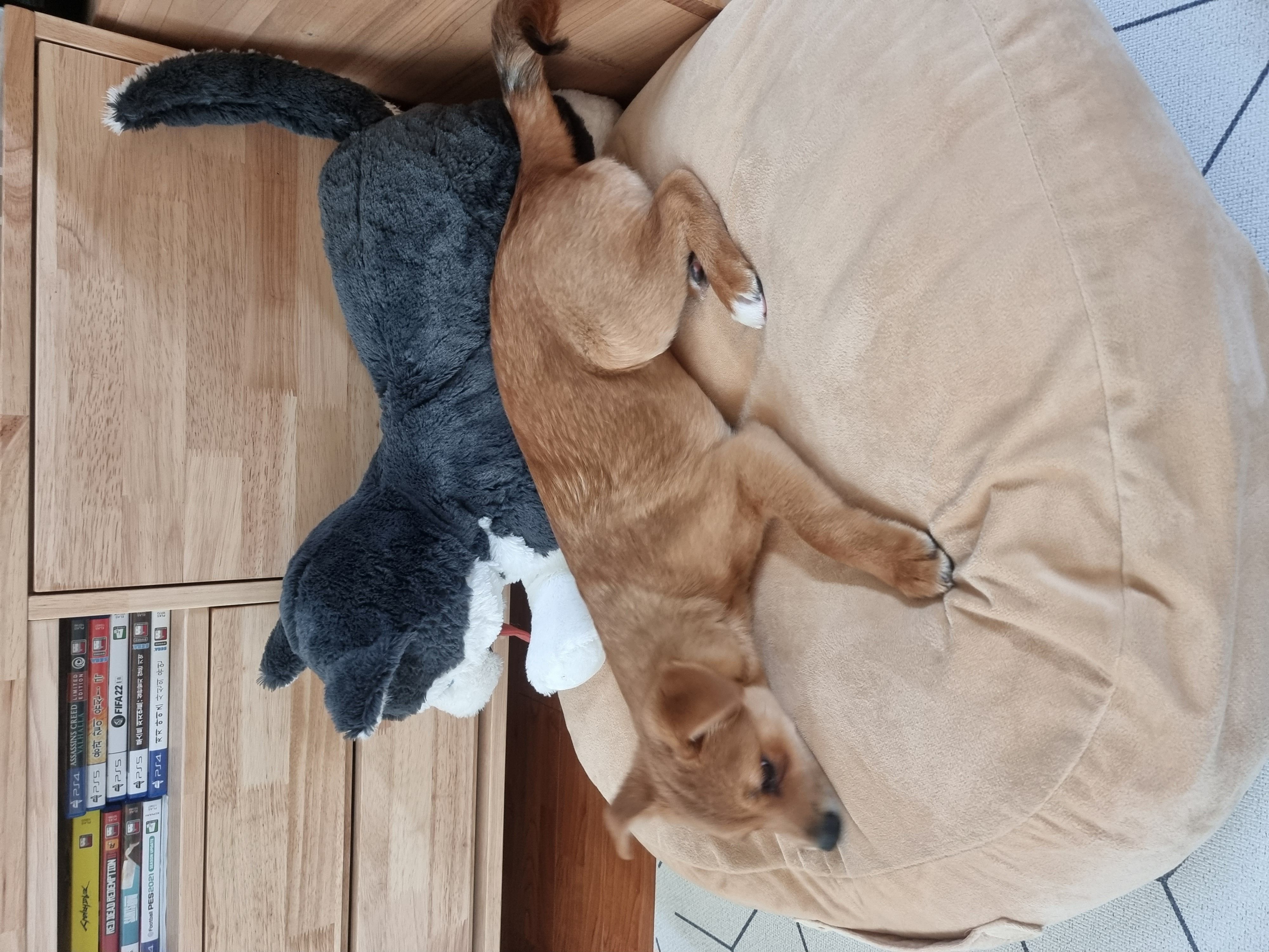 귀리(누리) 1주일 되었습니다.