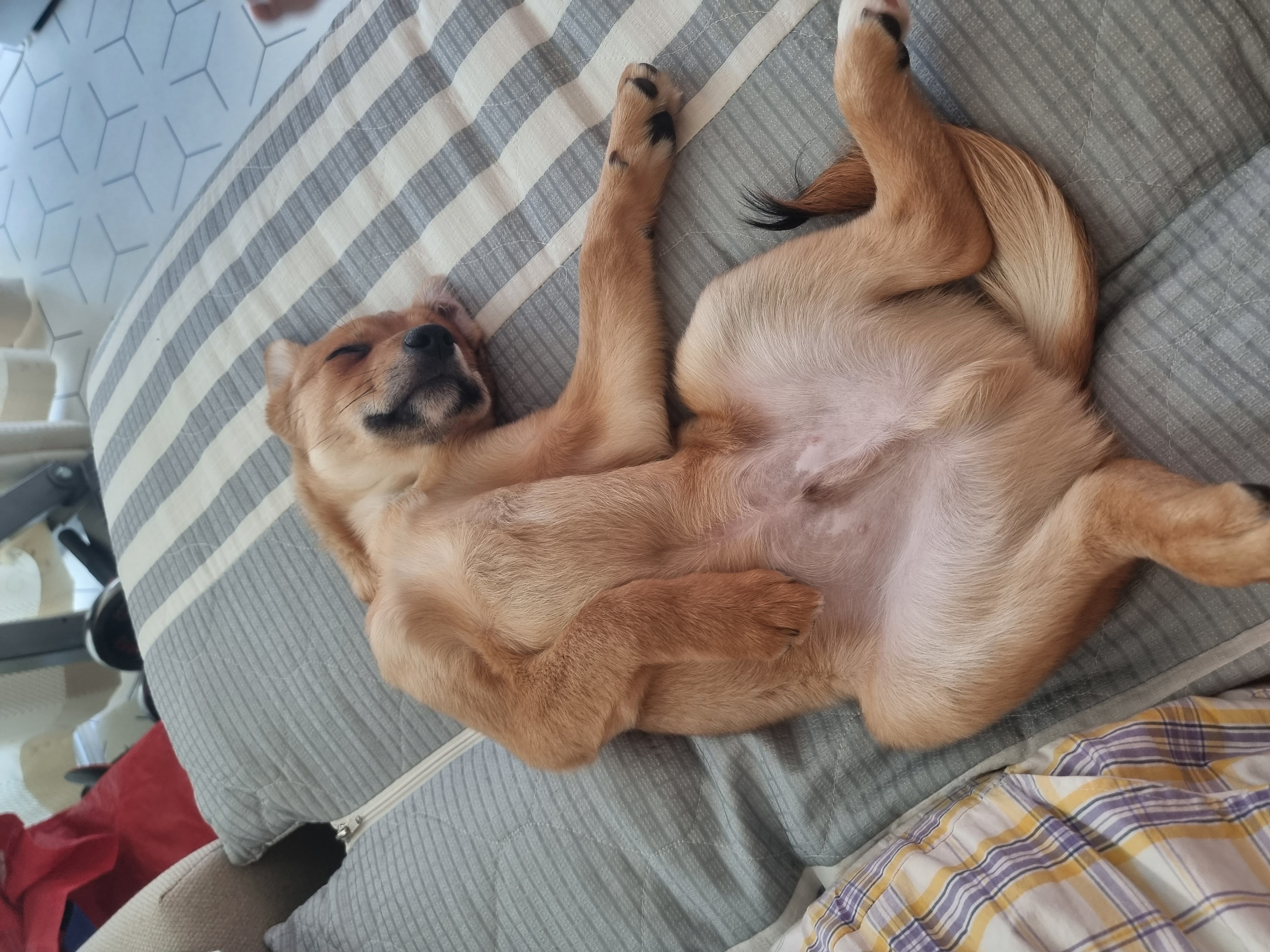 귀리(누리) 1주일 되었습니다.