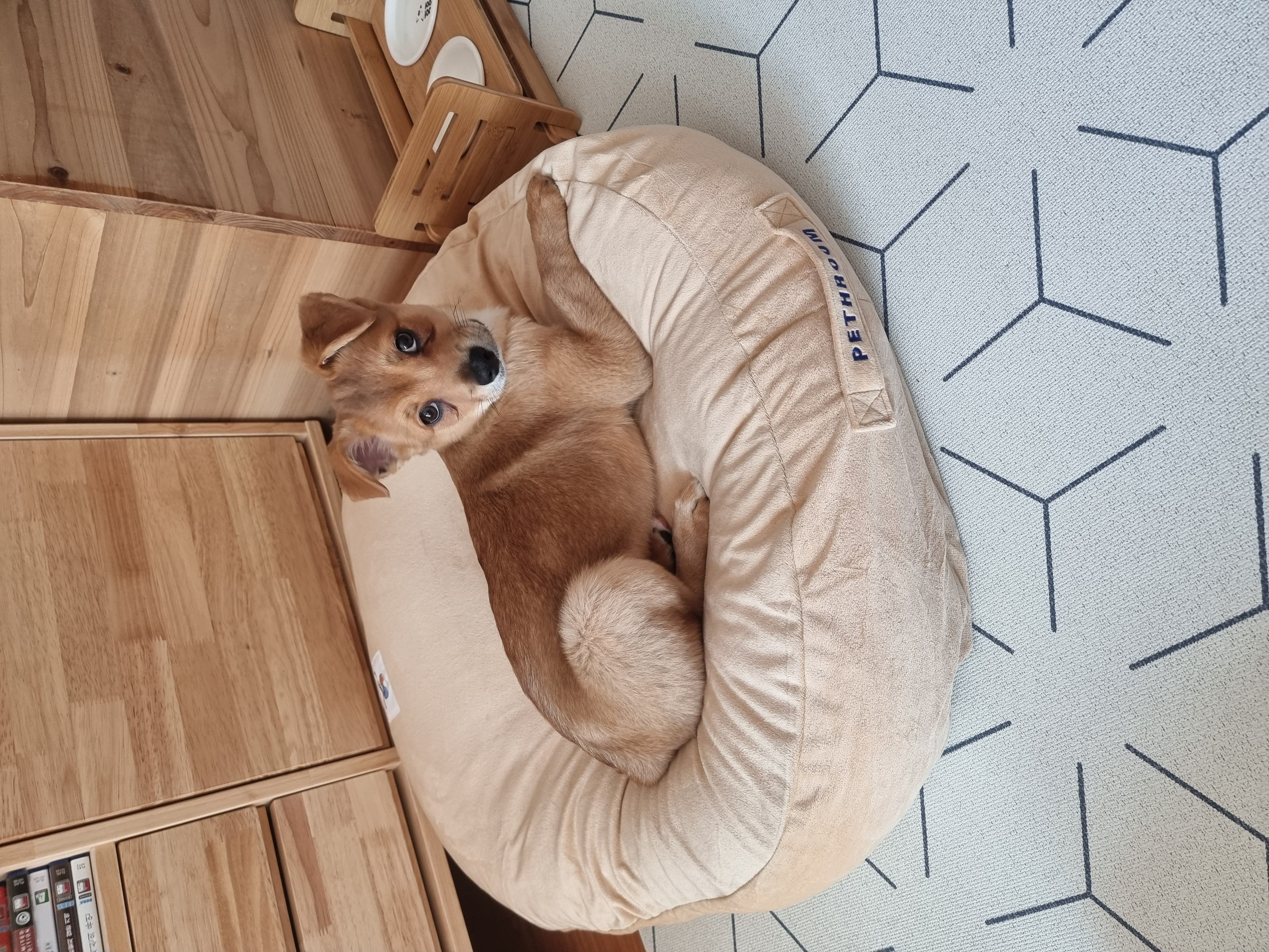 귀리(누리) 1주일 되었습니다.