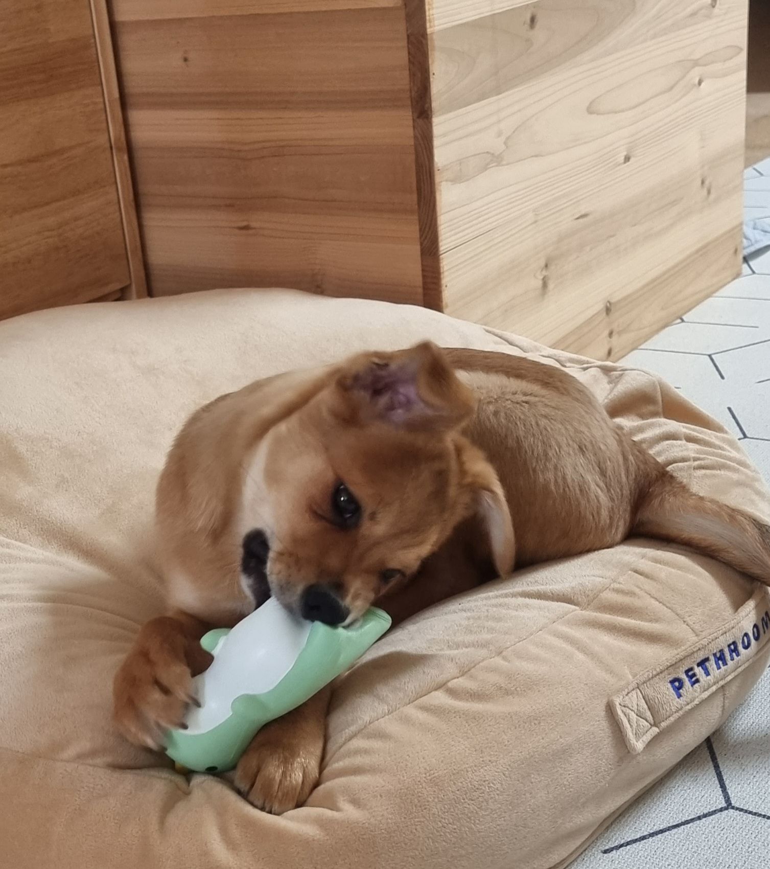 귀리(누리) 1주일 되었습니다.