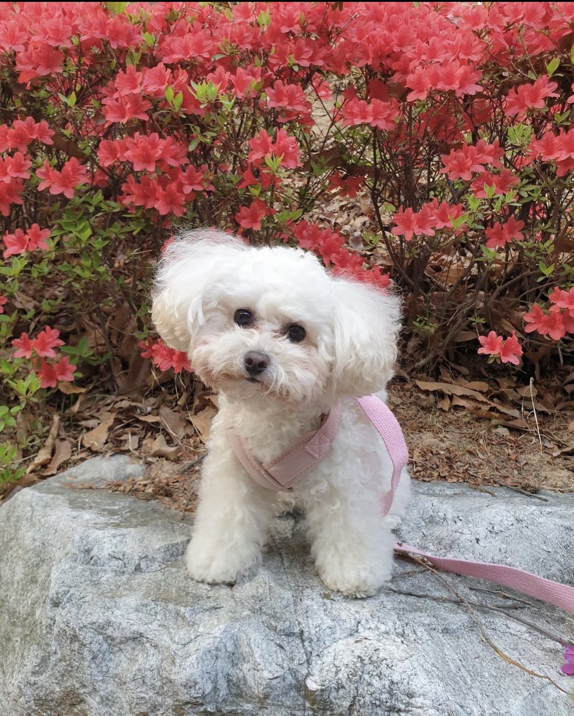 두리랑 3년째 행복한 일상입니다.