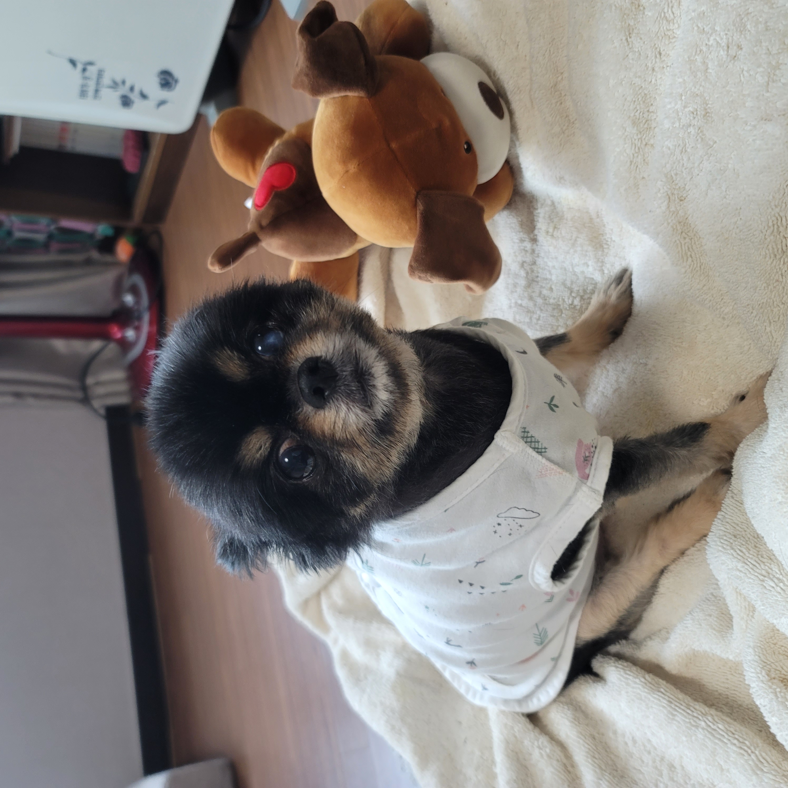 곤지암 왕밤이 입양 2년...