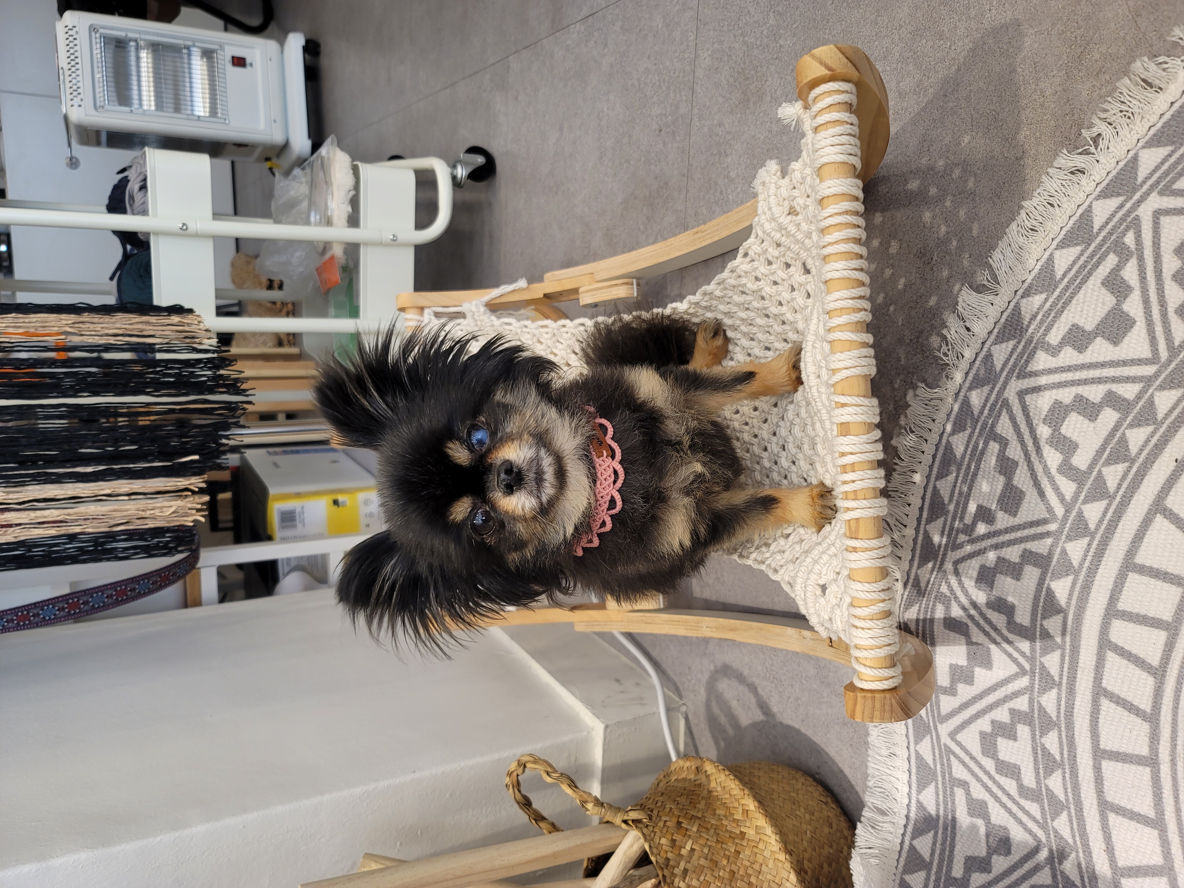 곤지암 왕밤이 입양 2년...