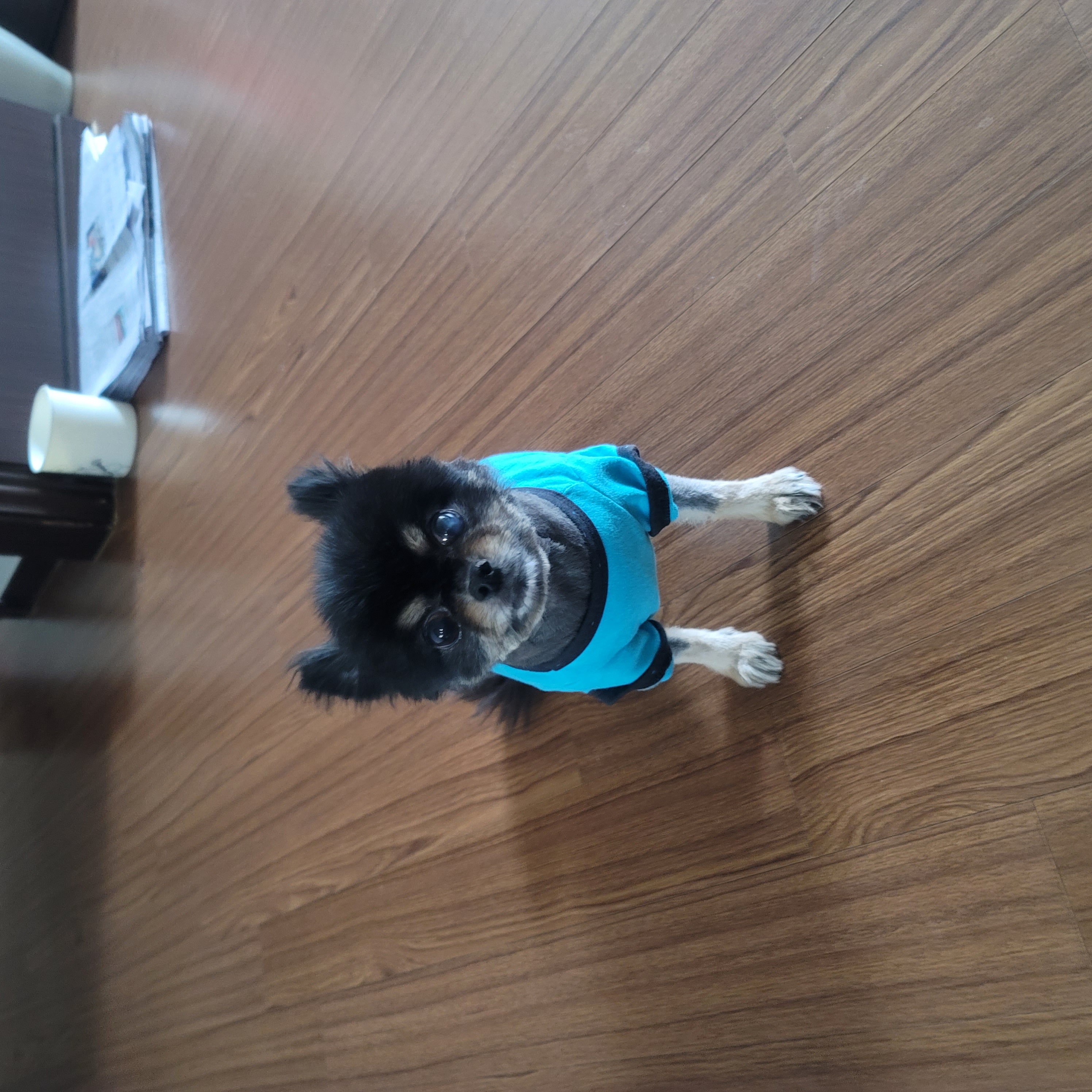 곤지암 왕밤이 입양 2년...