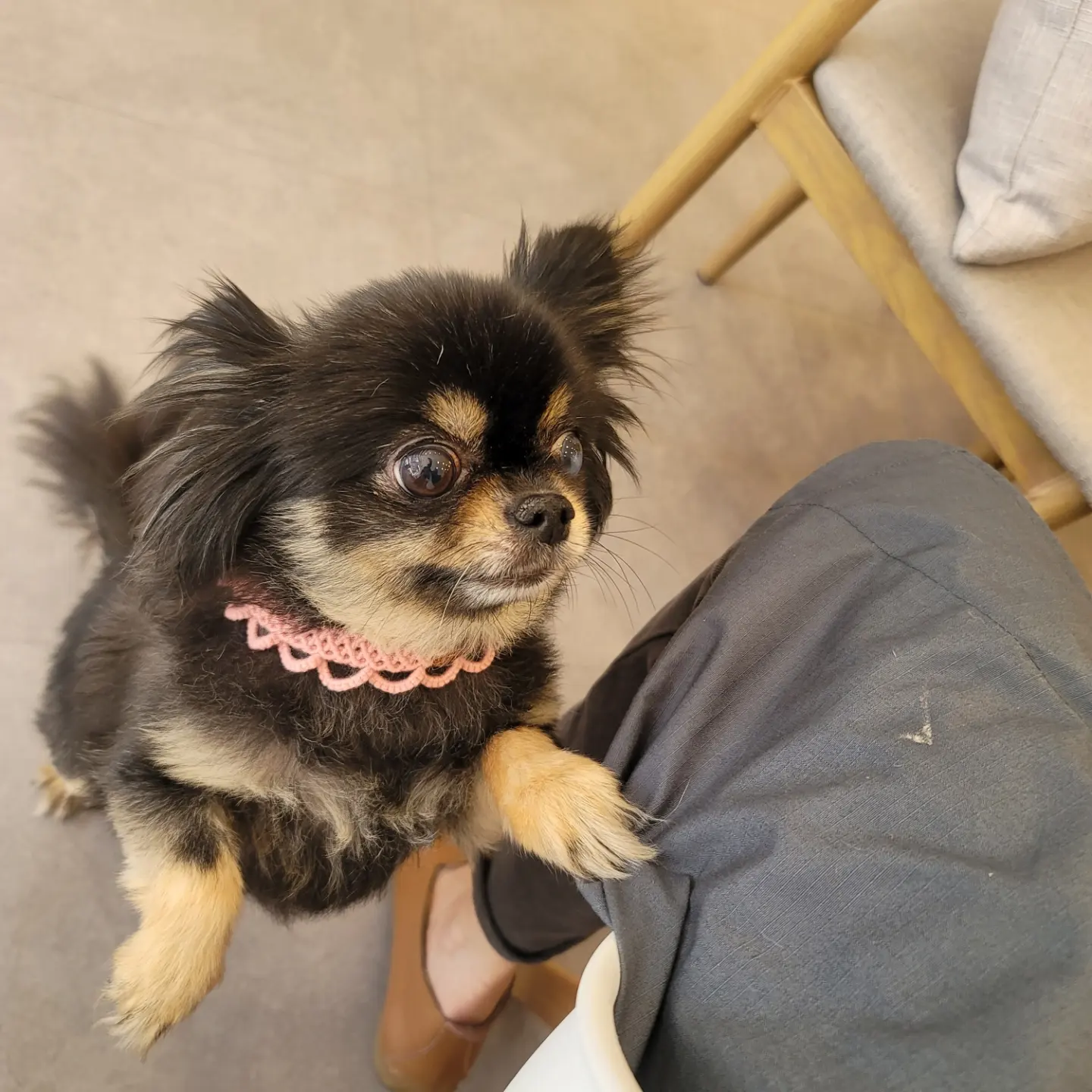 곤지암 왕밤이 입양 2년...