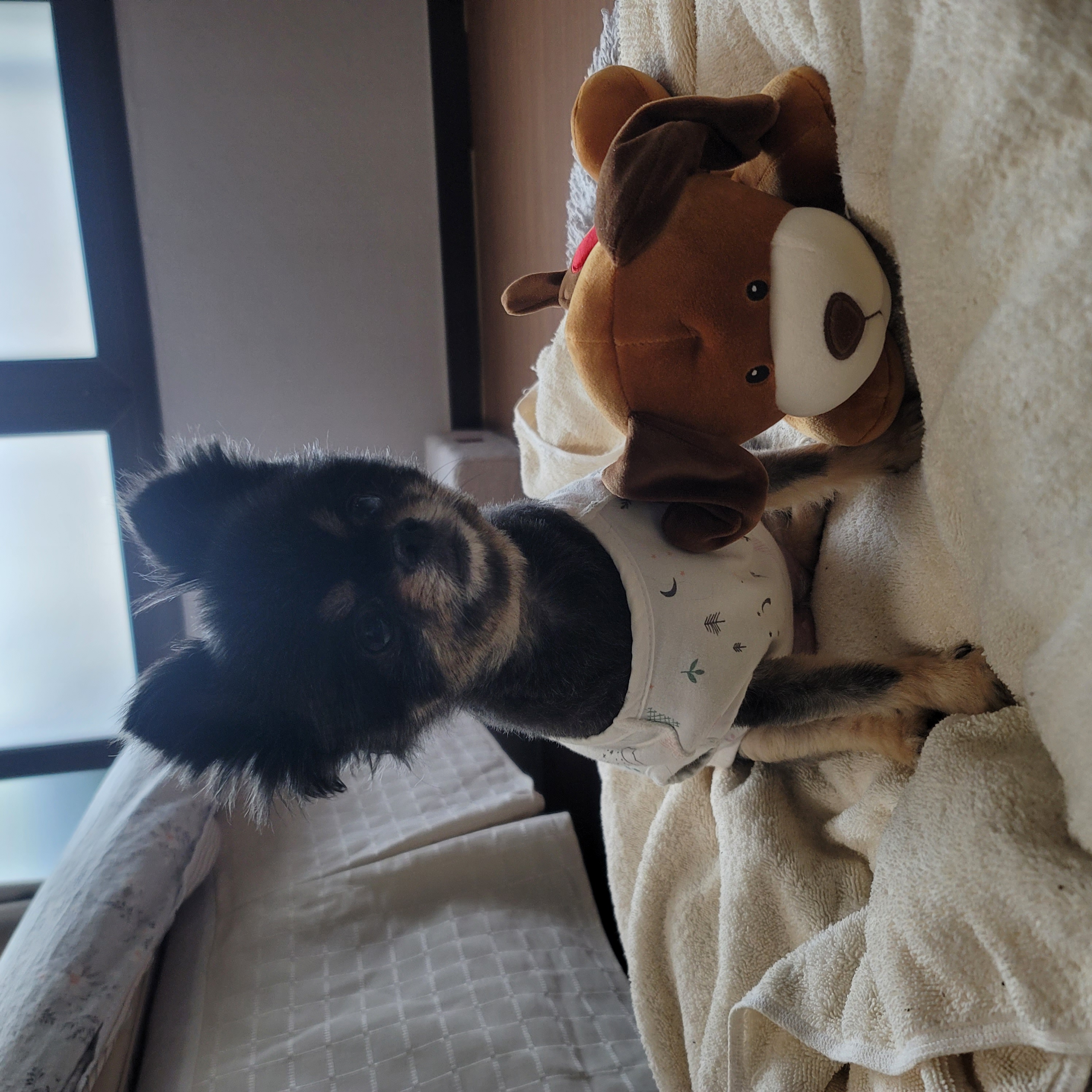 곤지암 왕밤이 입양 2년...