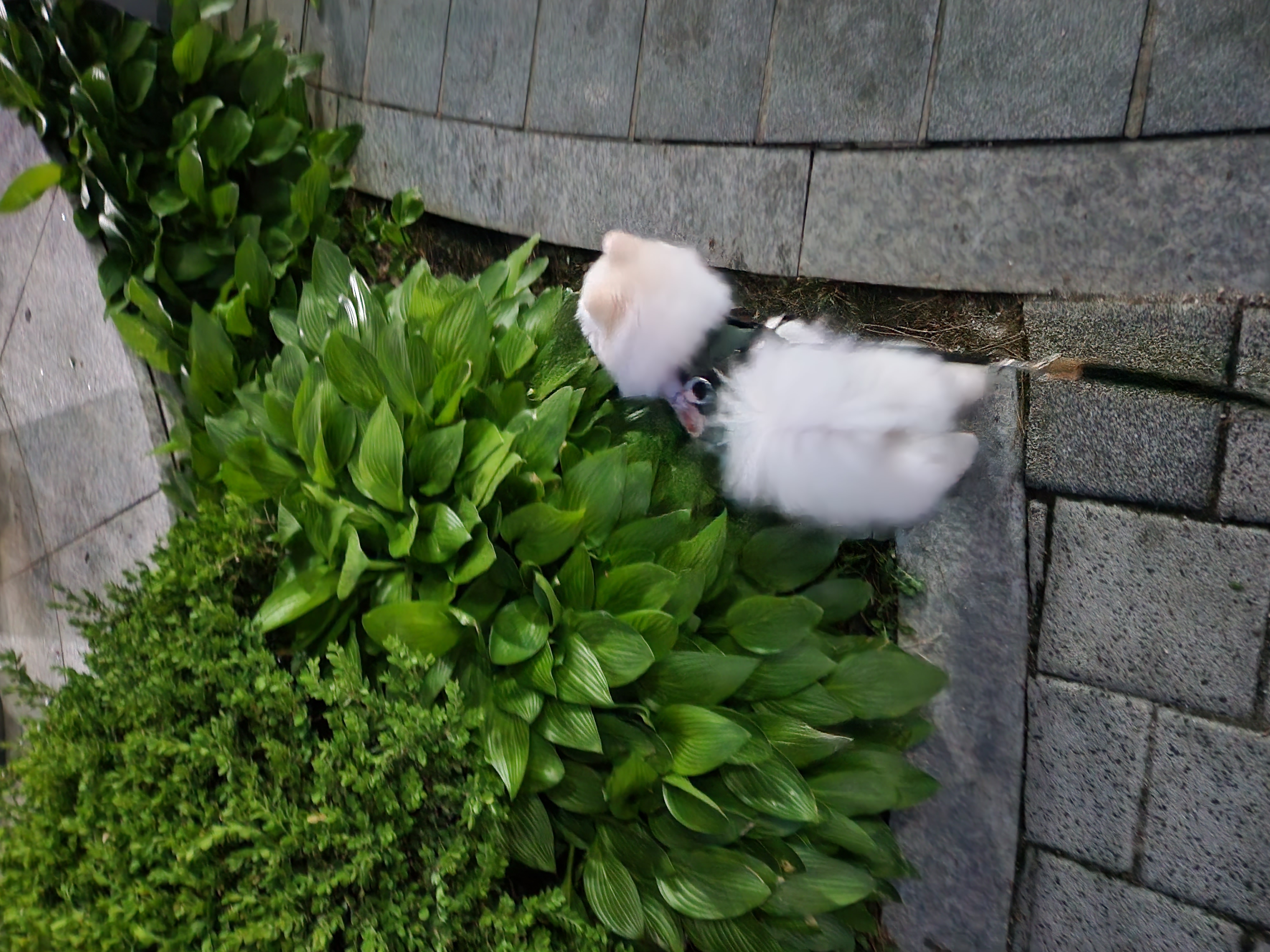 율무(시루) 입양3개월차~~