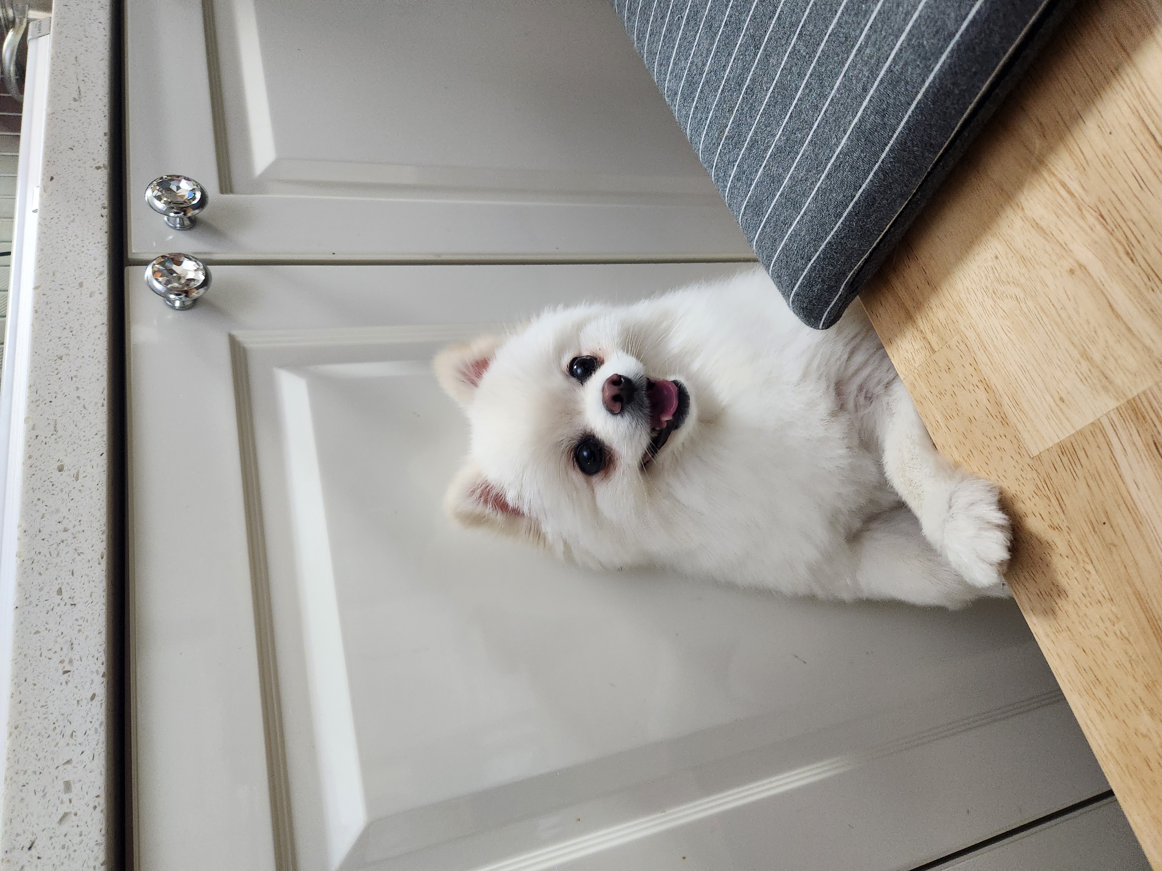 율무(시루) 입양3개월차~~