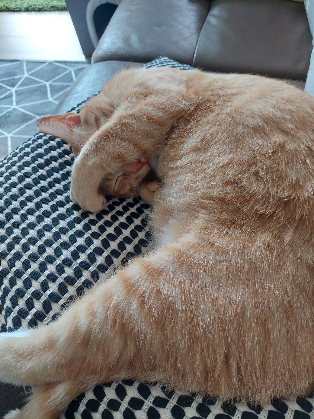 우리집 막내로 온 가을