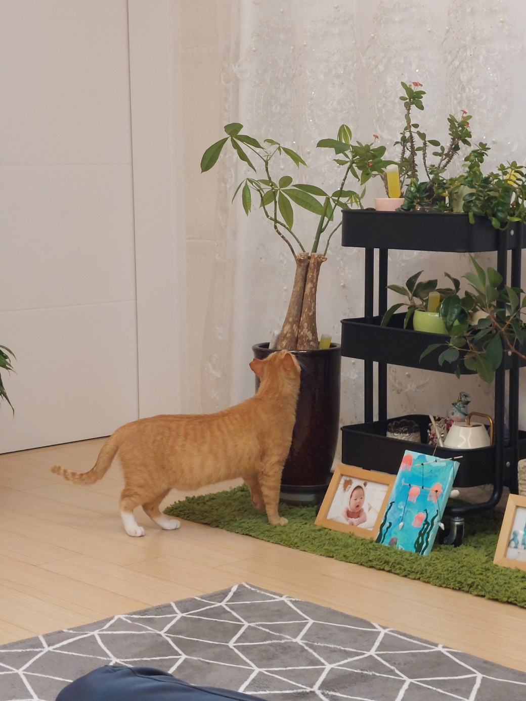 우리집 막내로 온 가을