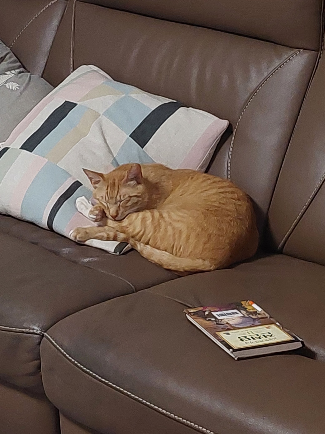 우리집 막내로 온 가을