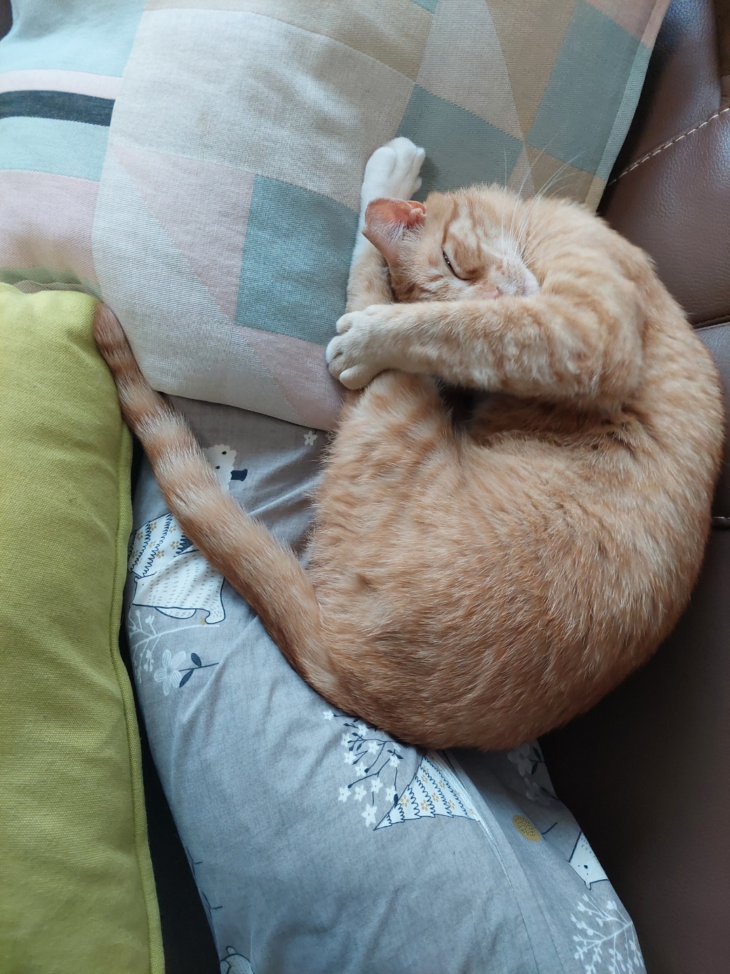 우리집 막내로 온 가을