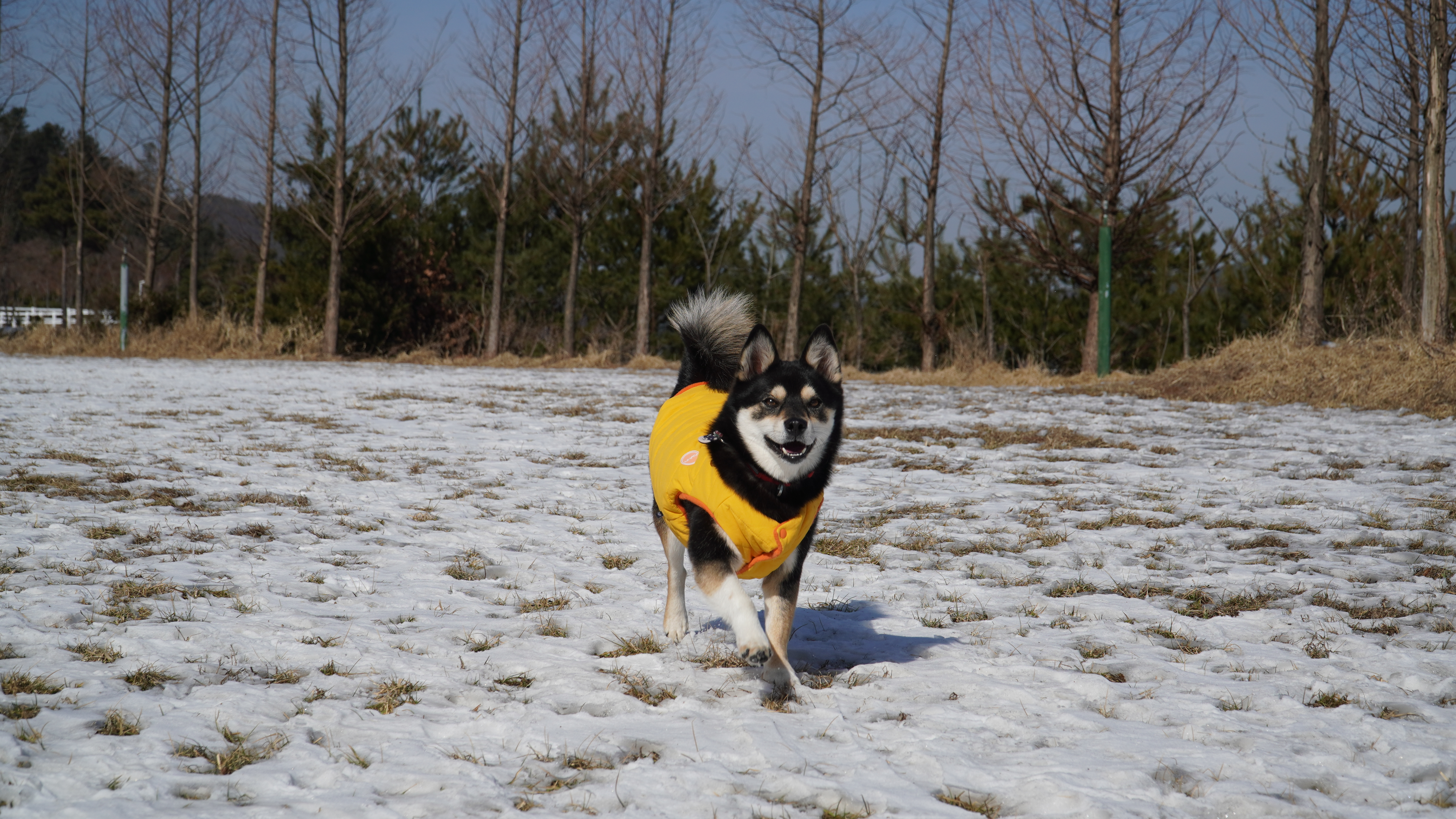 후추(우주) 입양 990일 후기