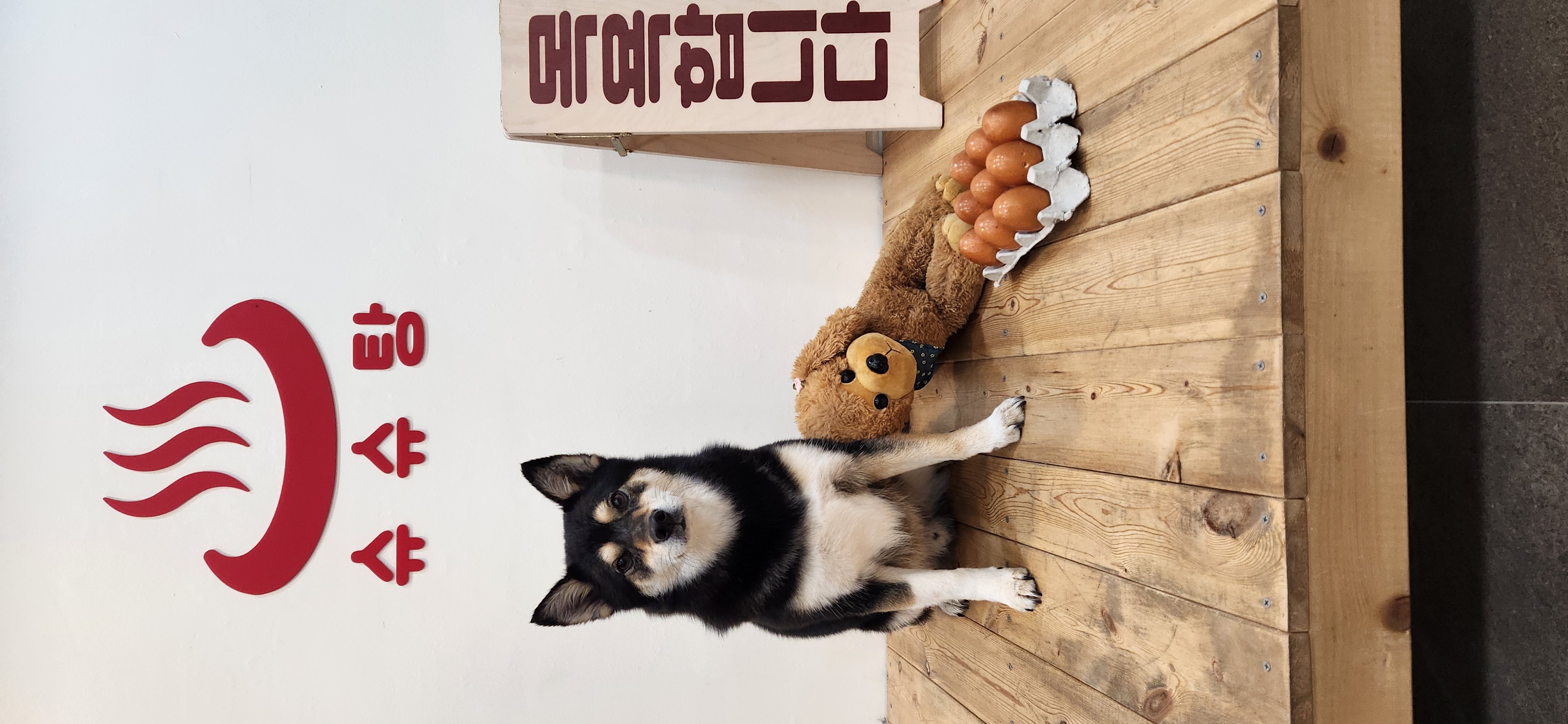 후추(우주) 입양 990일 후기