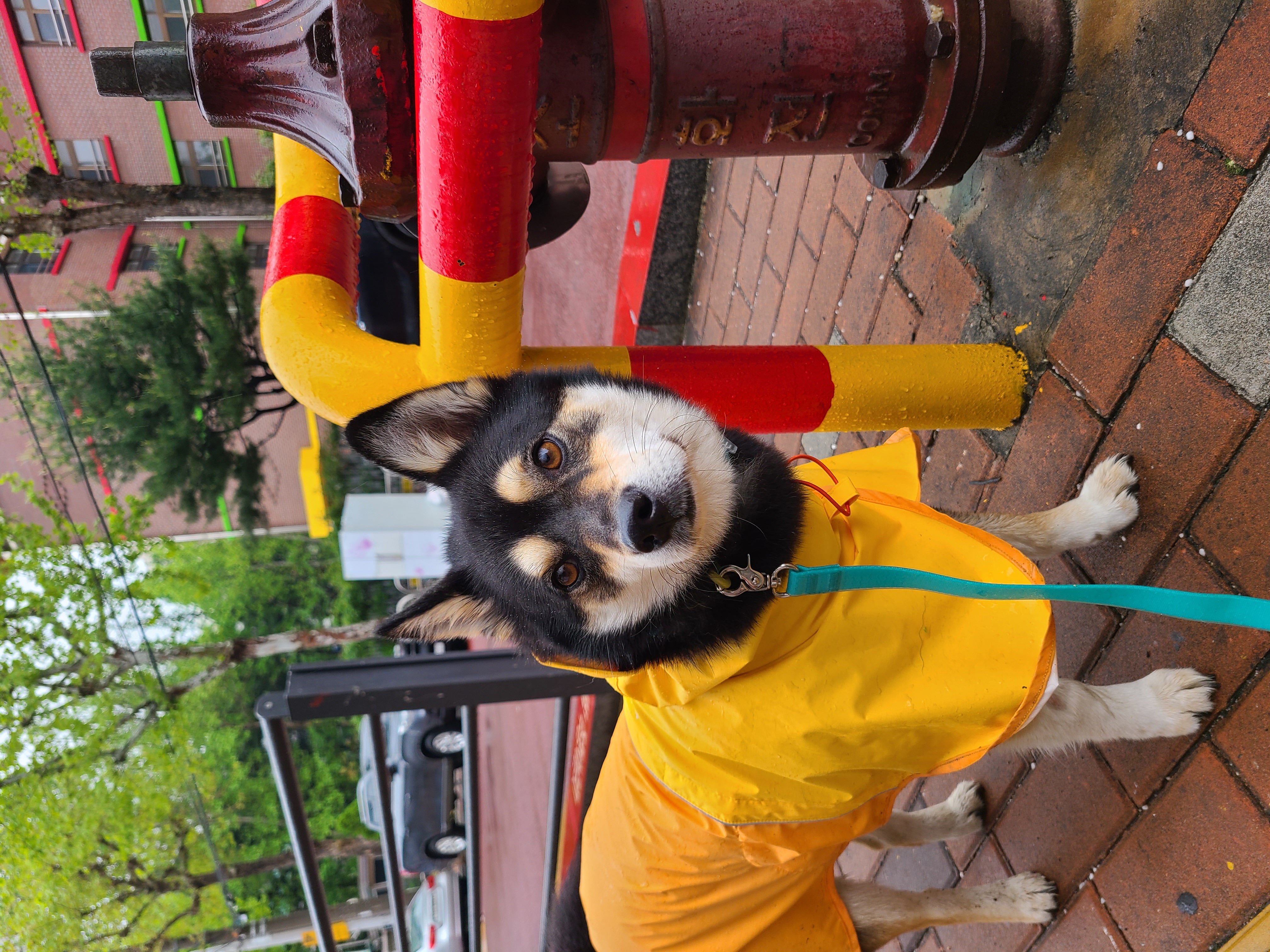 후추(우주) 입양 990일 후기