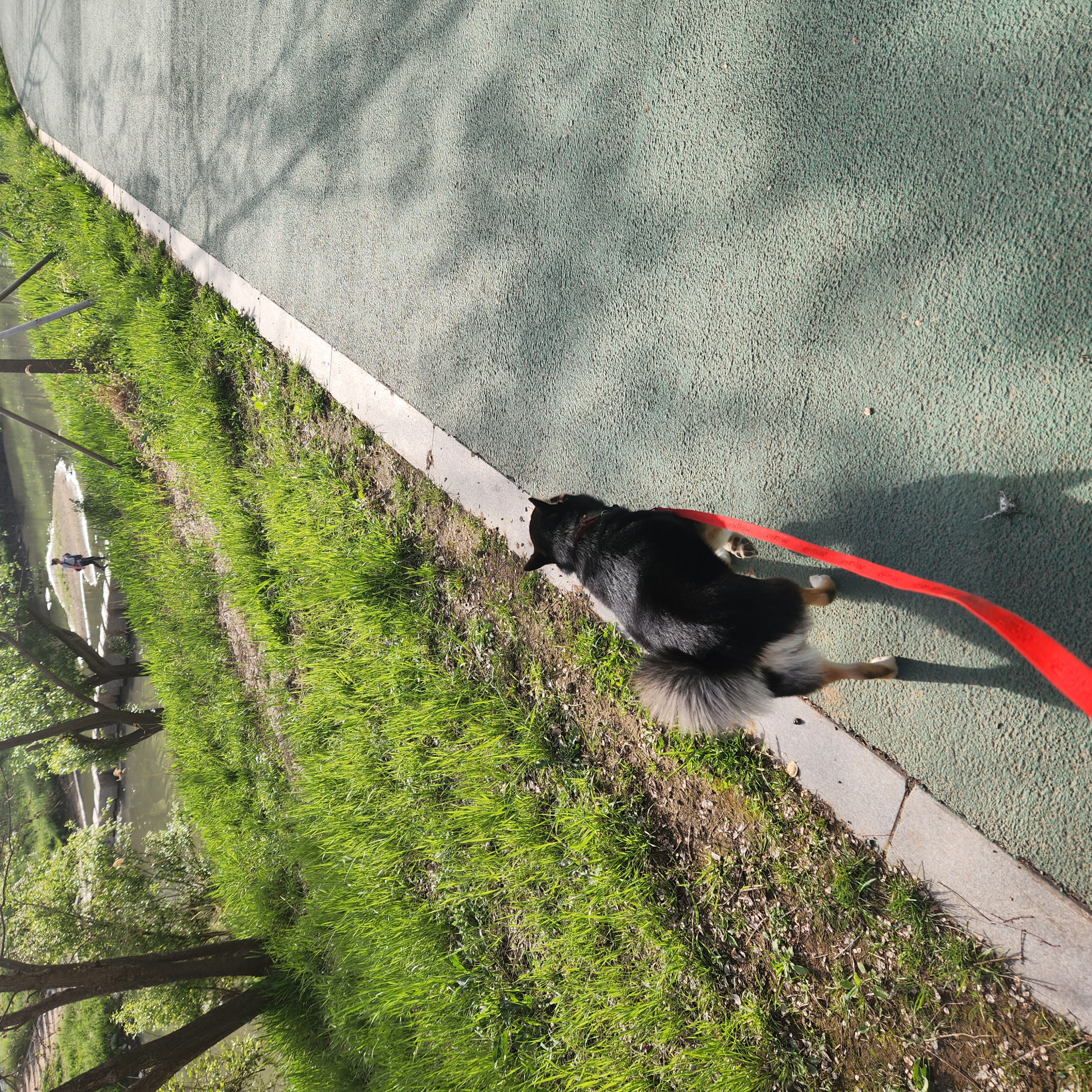 후추(우주) 입양 990일 후기