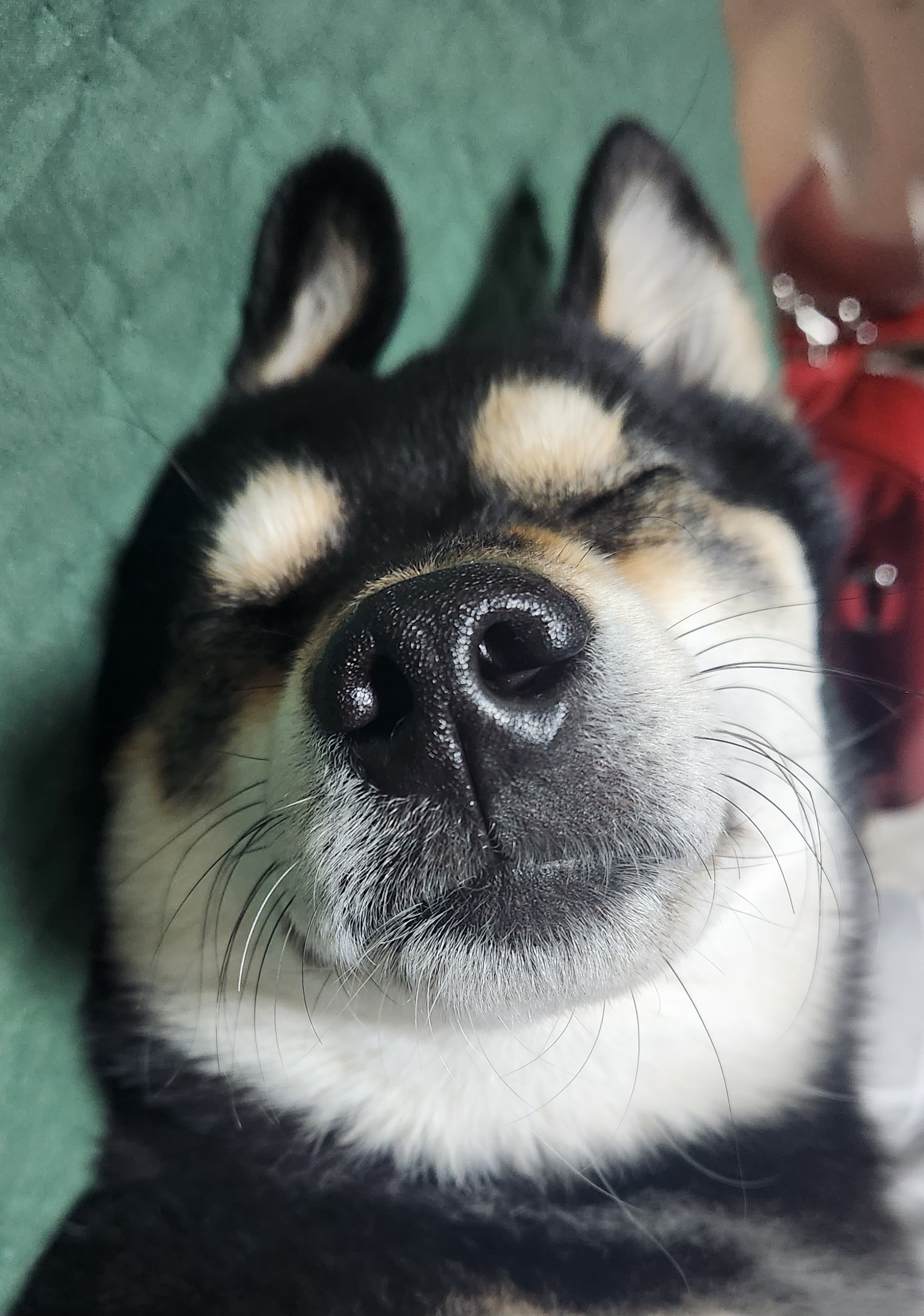 후추(우주) 입양 990일 후기