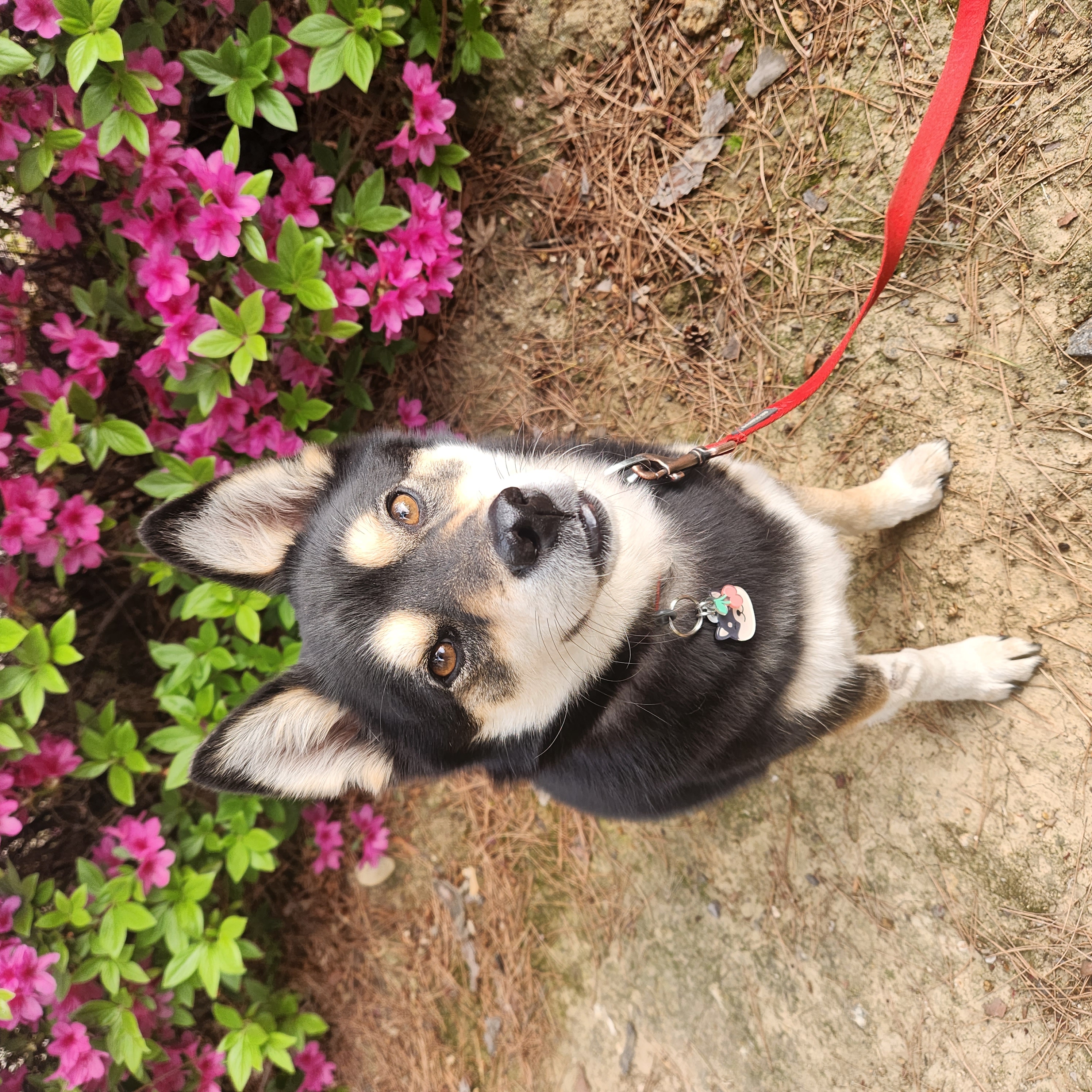 후추(우주) 입양 990일 후기