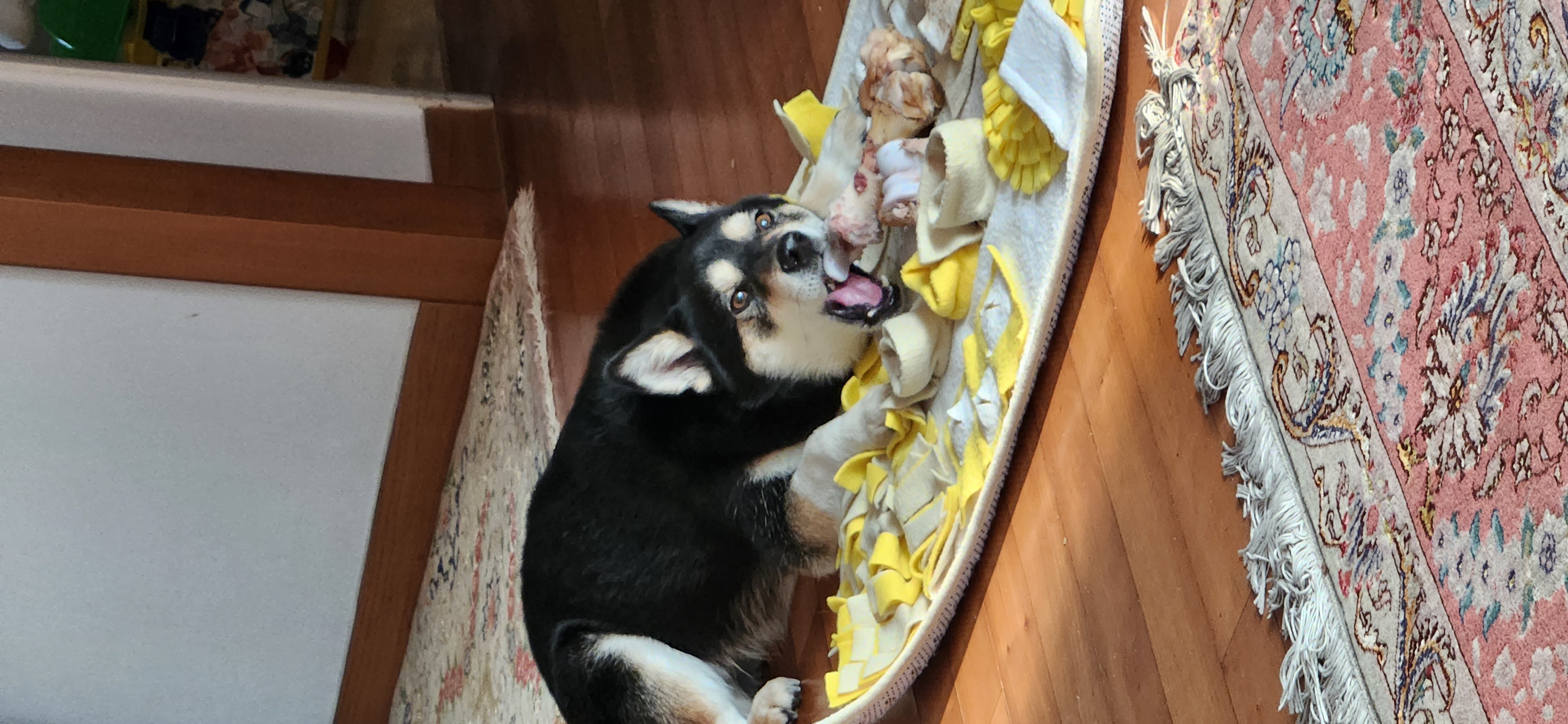 후추(우주) 입양 990일 후기