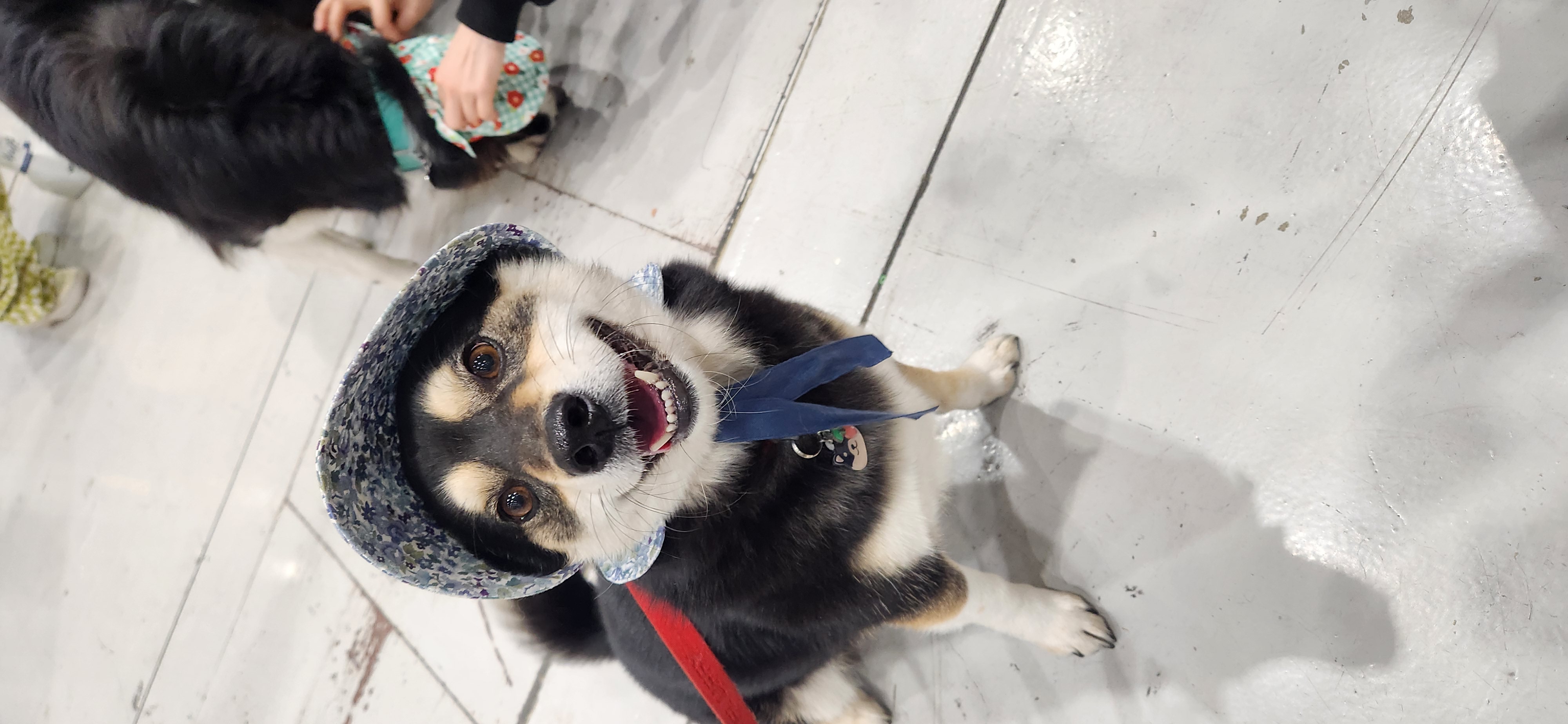 후추(우주) 입양 990일 후기