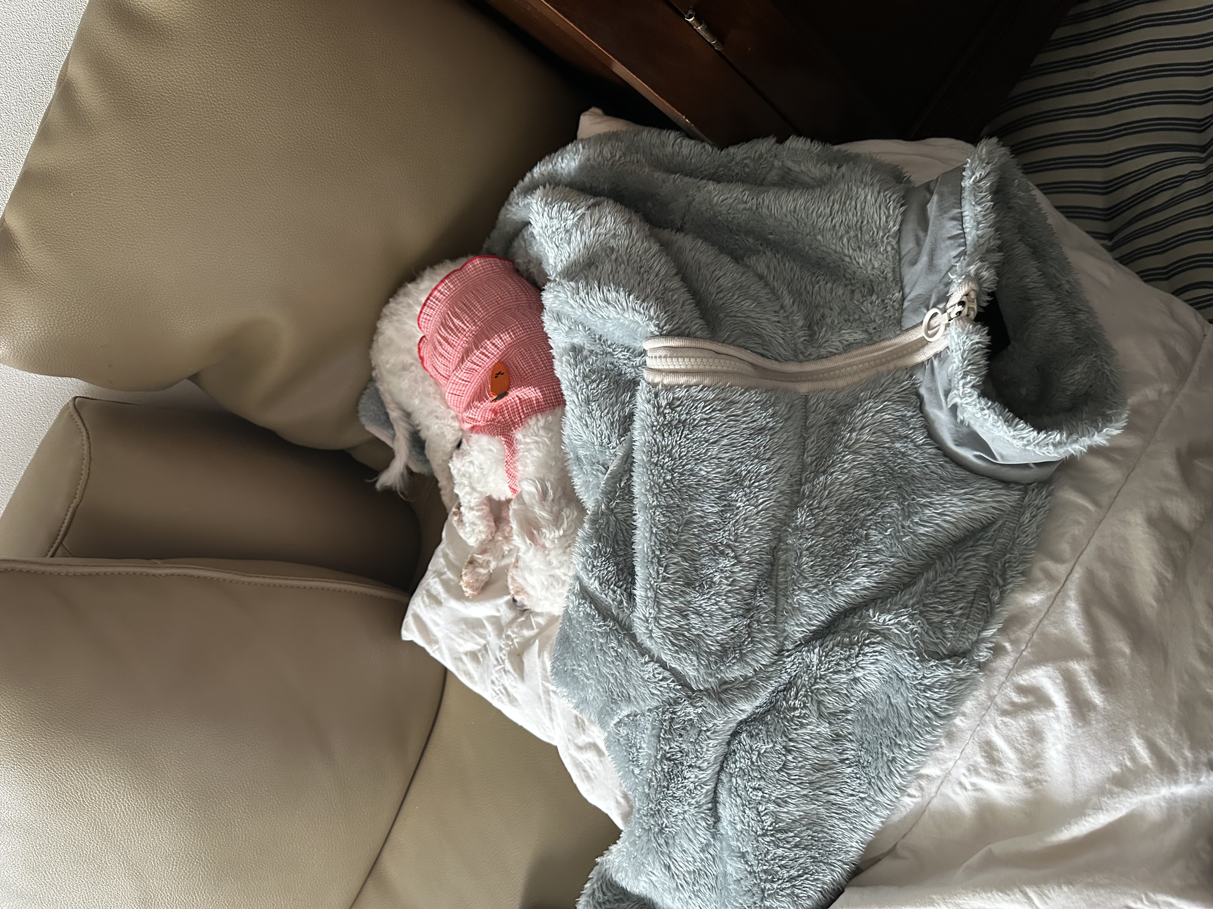 캔디(입양전 이름:마요)